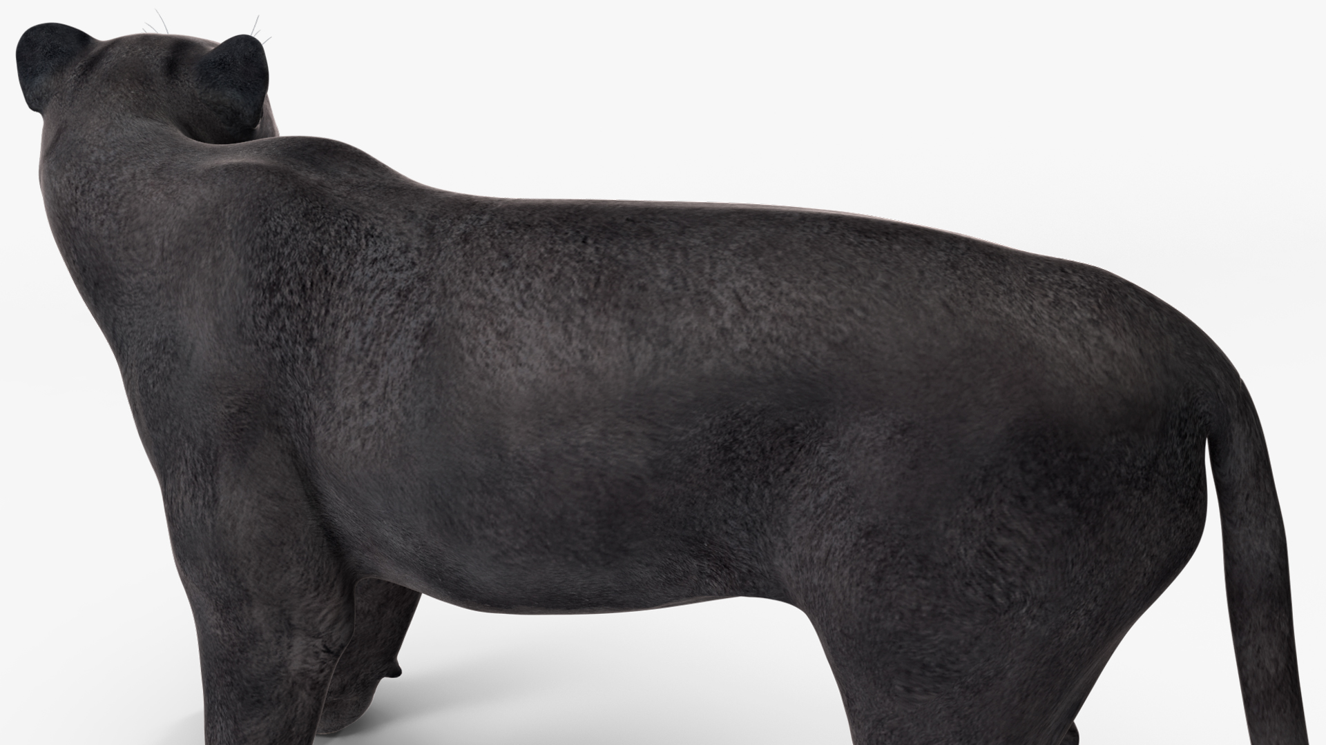Black Panther Rigged for Cinema 4D 3D model