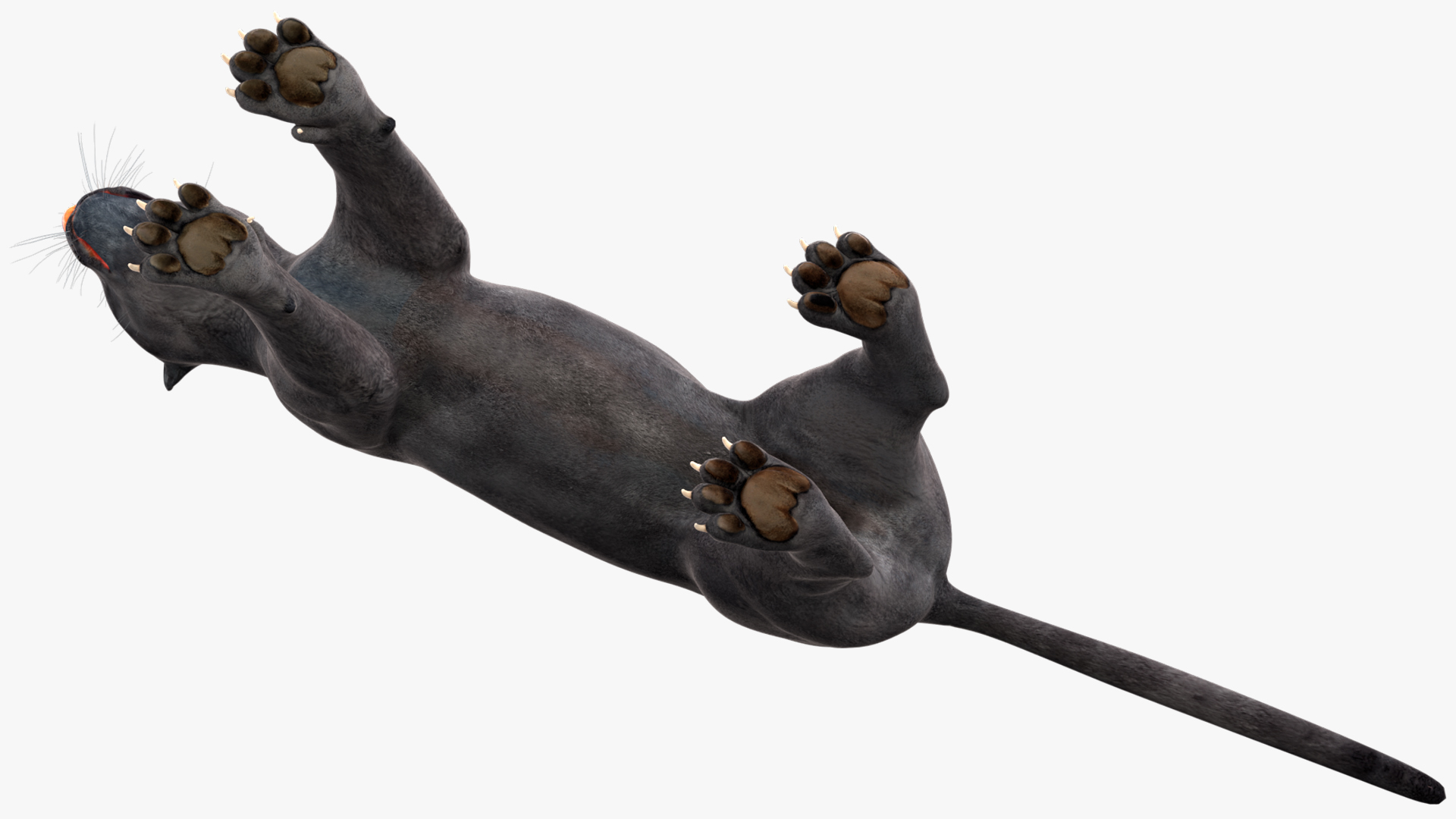 Black Panther Rigged for Cinema 4D 3D model
