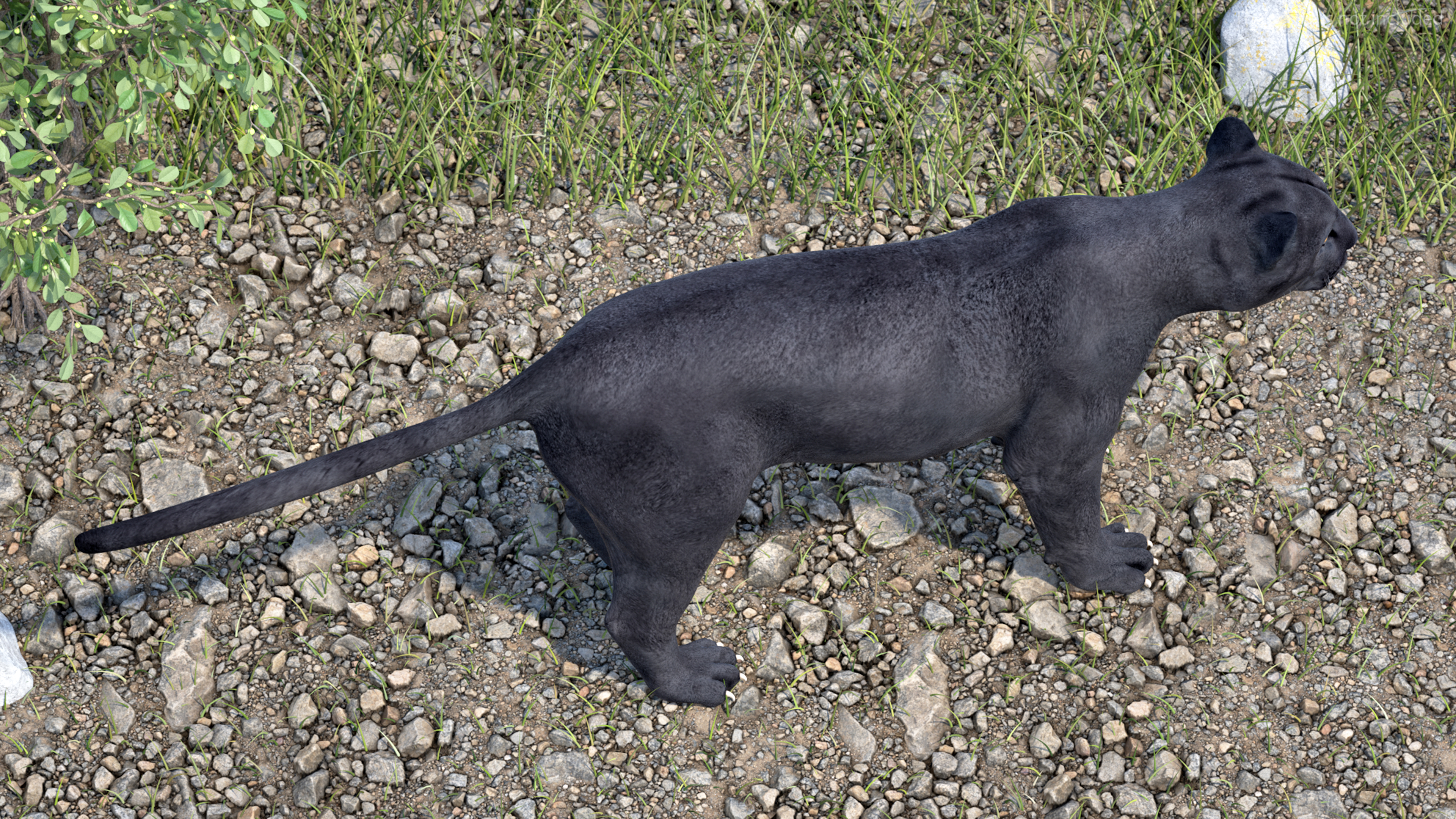 Black Panther Rigged for Cinema 4D 3D model