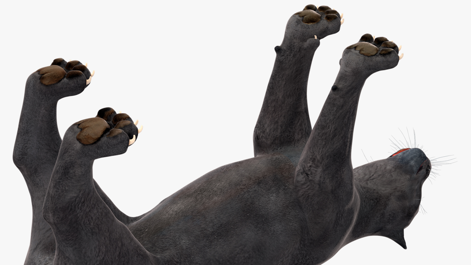 Black Panther Rigged for Cinema 4D 3D model