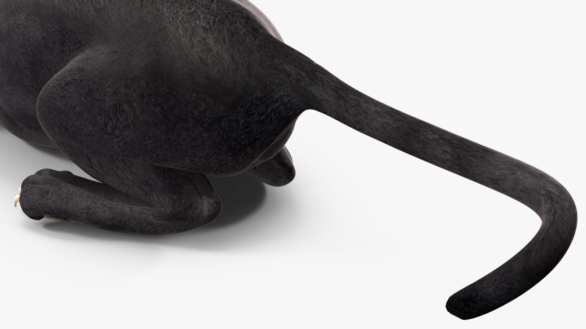 Black Panther Rigged for Cinema 4D 3D model