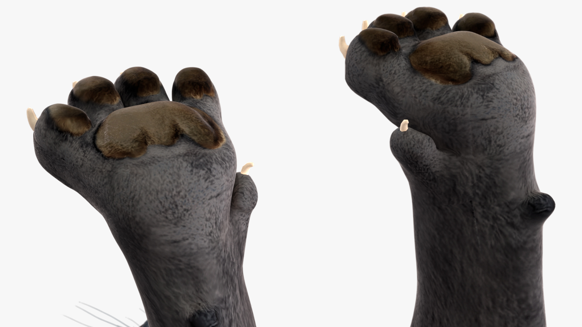 Black Panther Rigged for Cinema 4D 3D model