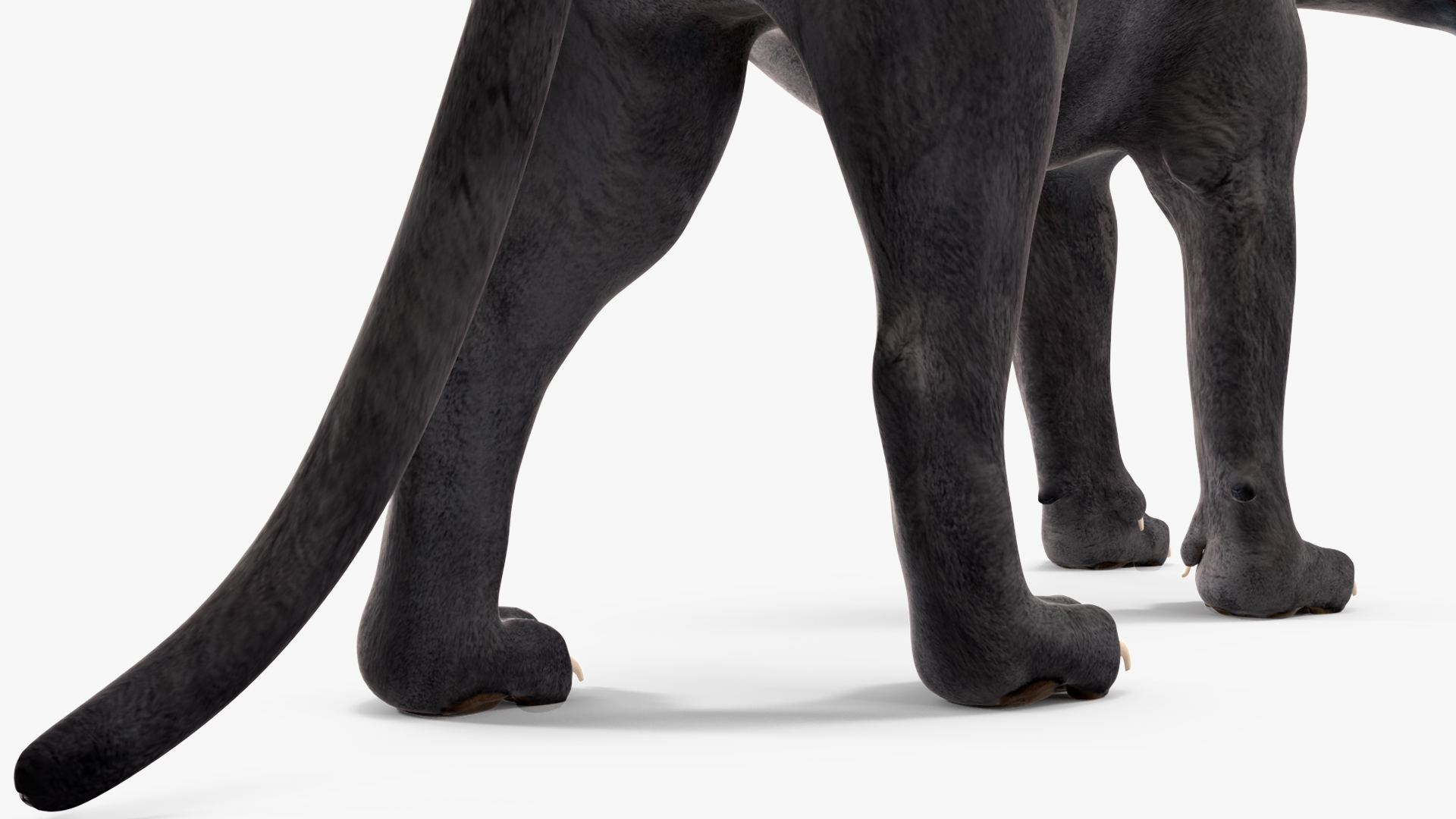Black Panther Rigged for Cinema 4D 3D model