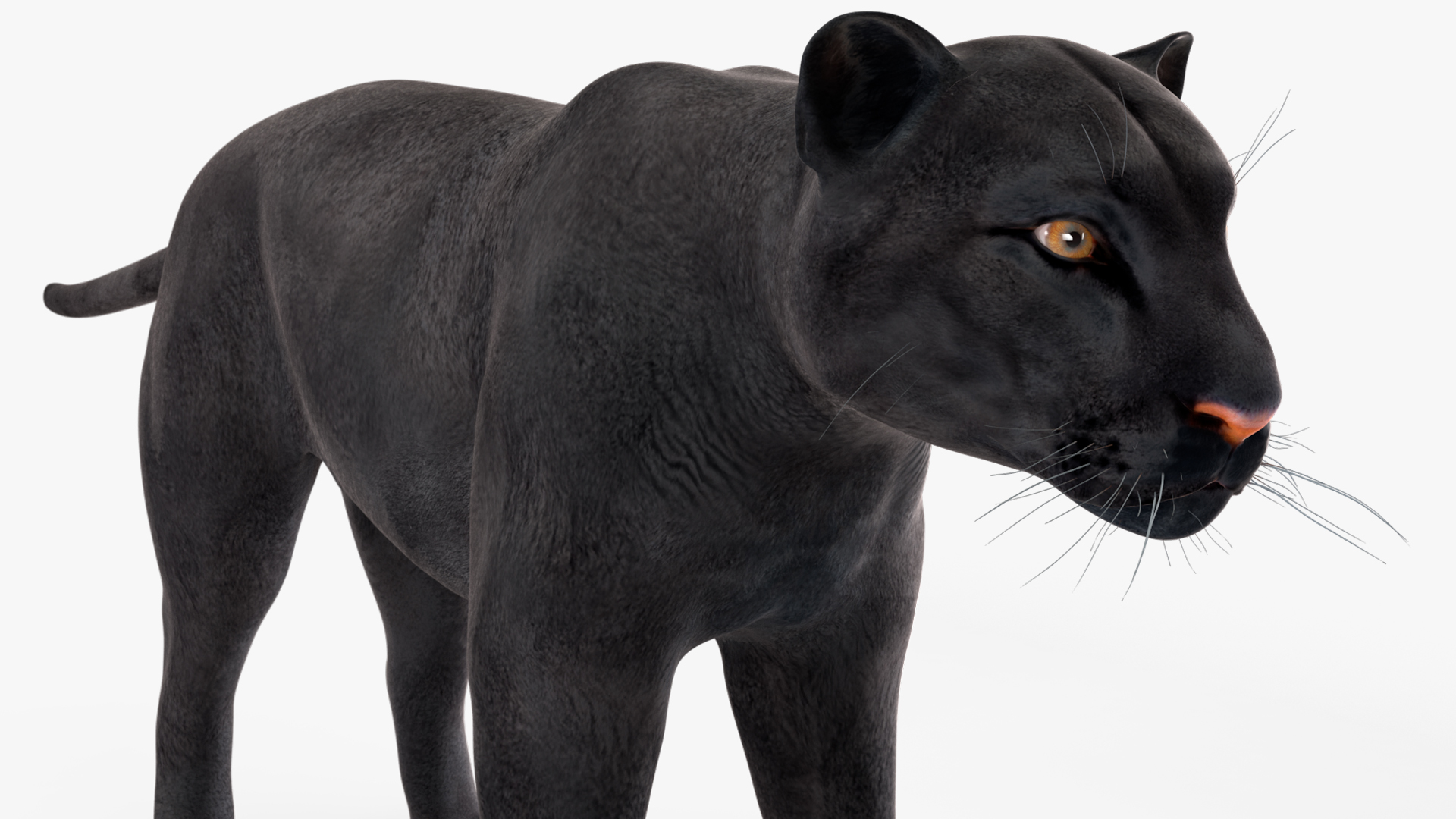 Black Panther Rigged for Cinema 4D 3D model
