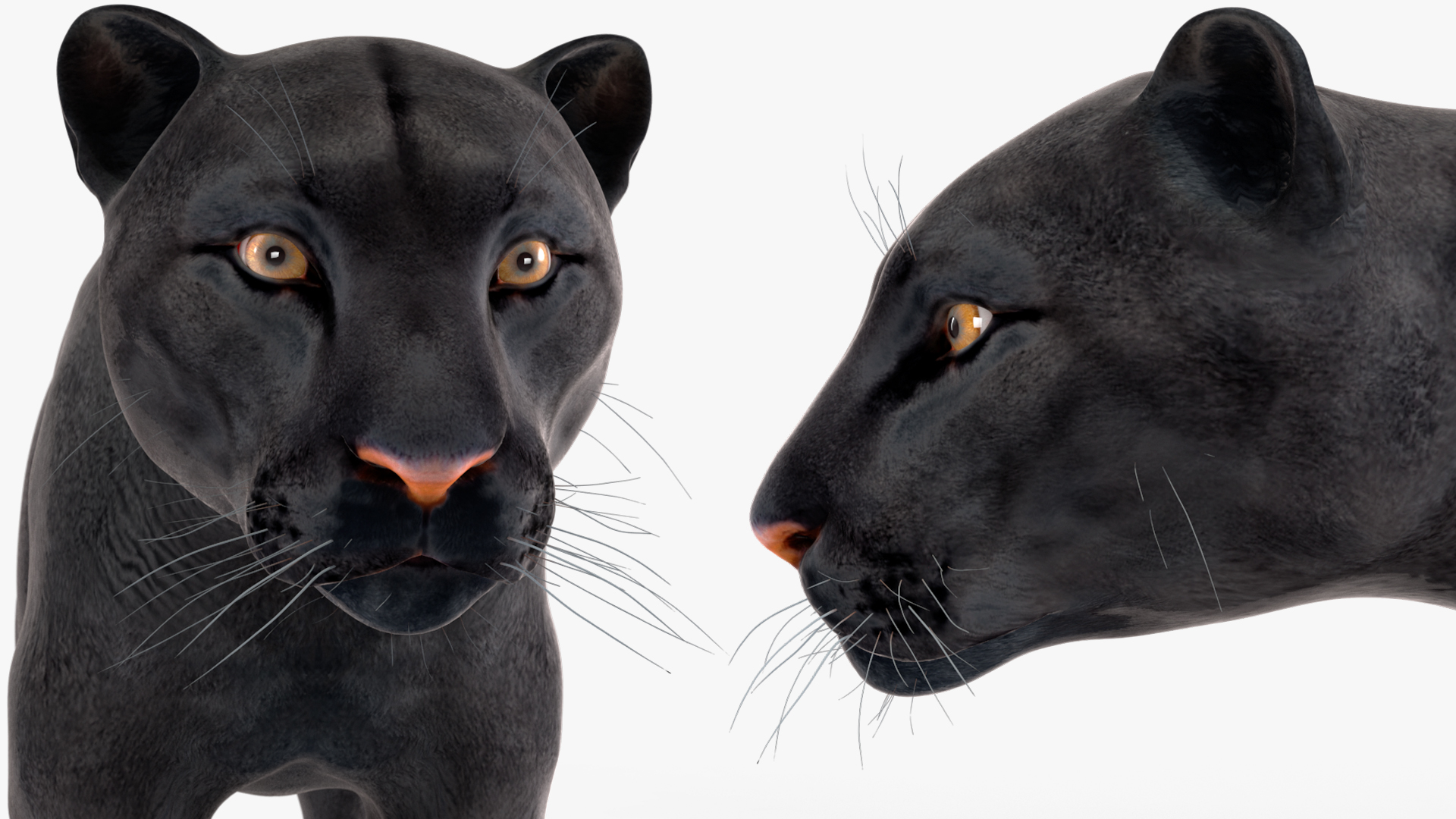 Black Panther Rigged for Cinema 4D 3D model