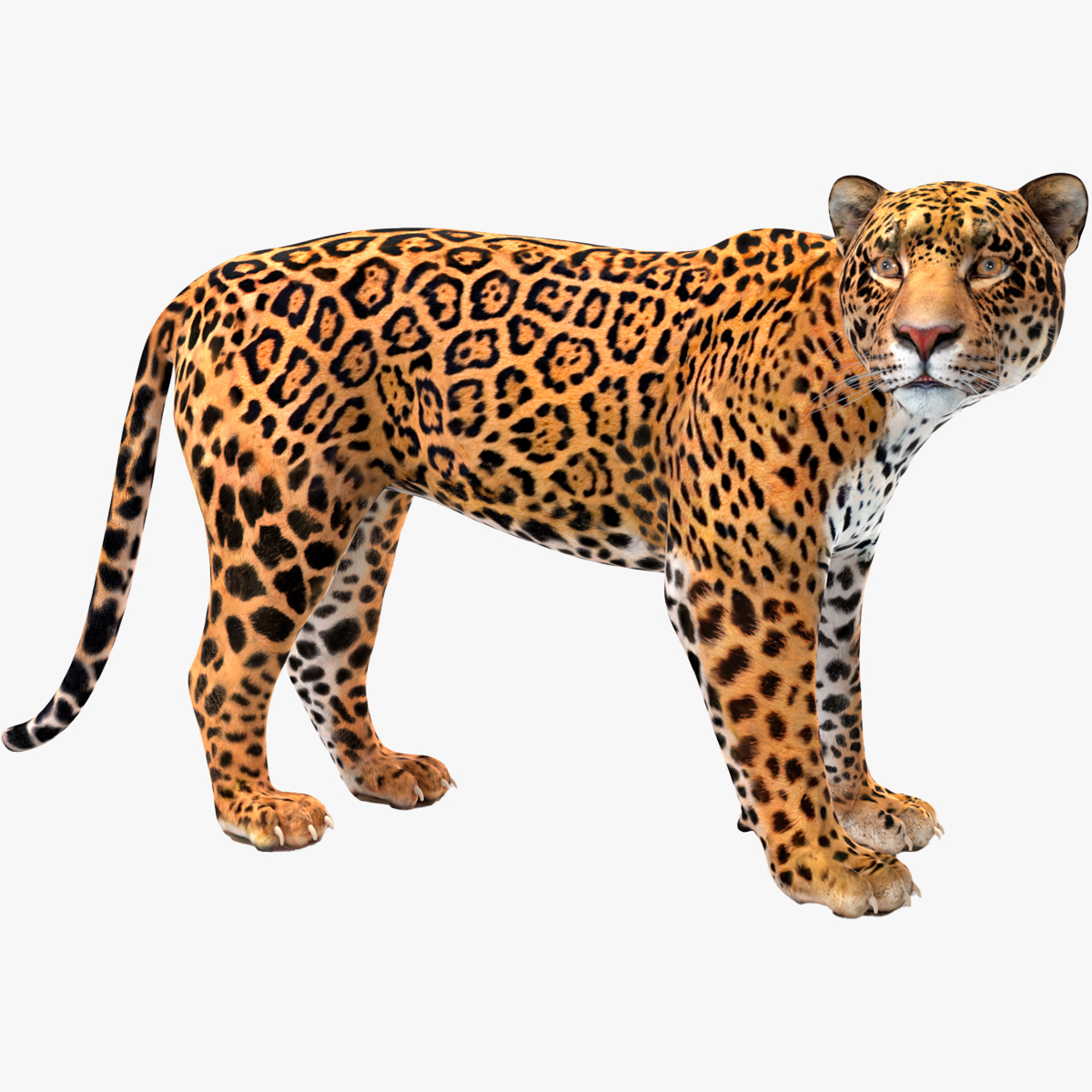 Jaguar Rigged for Cinema 4D 3D