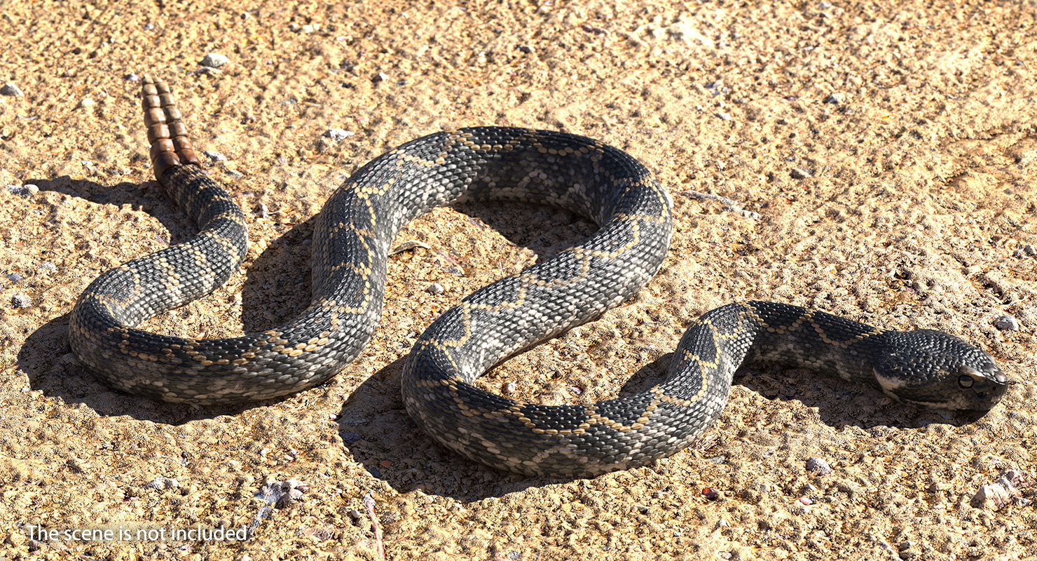 3D Giant Dark Rattlesnake Rigged for Maya model