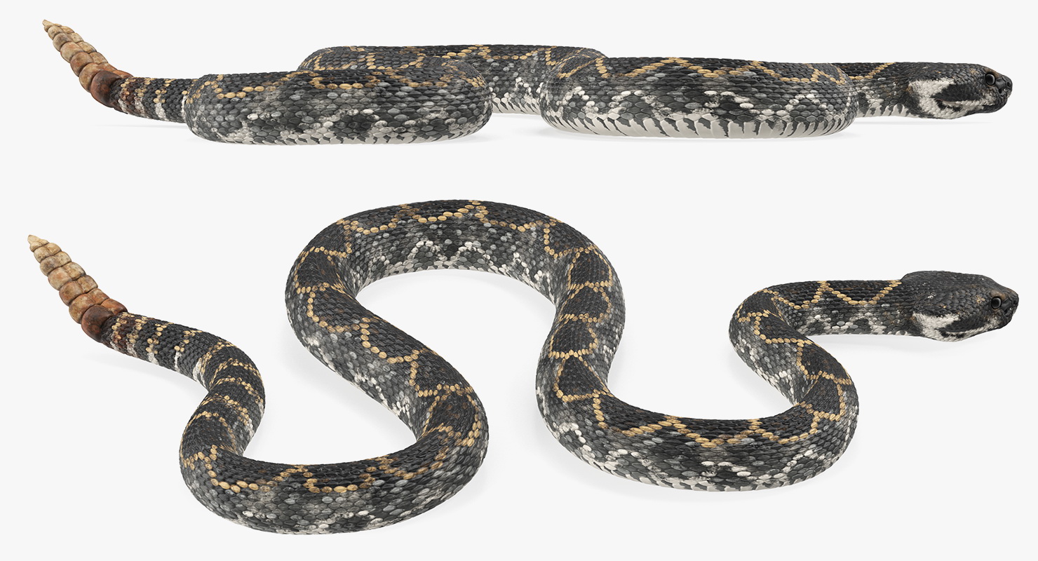 3D Giant Dark Rattlesnake Rigged for Maya model