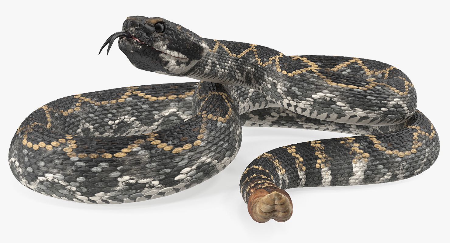 3D Giant Dark Rattlesnake Rigged for Maya model