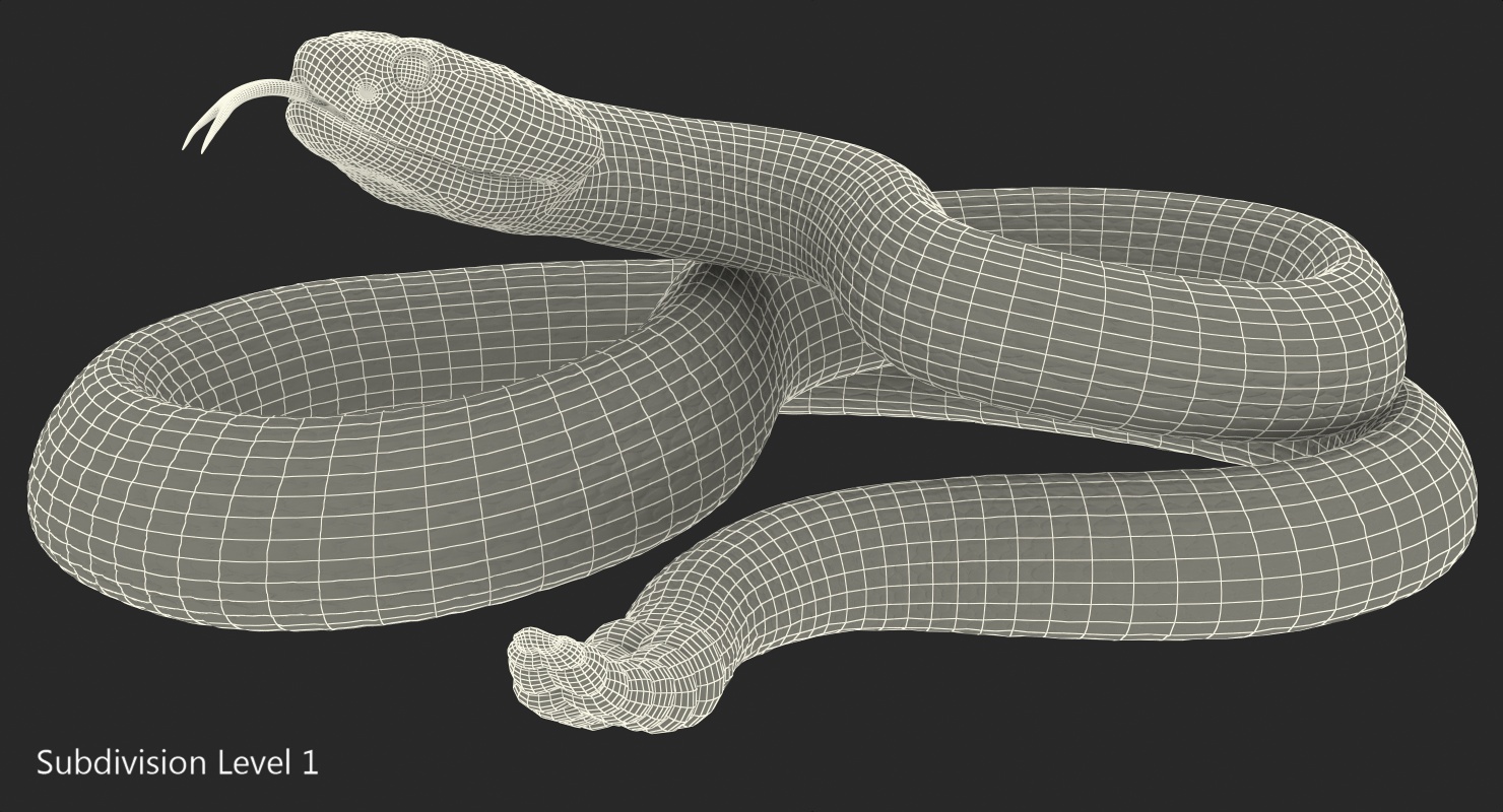 3D Giant Dark Rattlesnake Rigged for Maya model