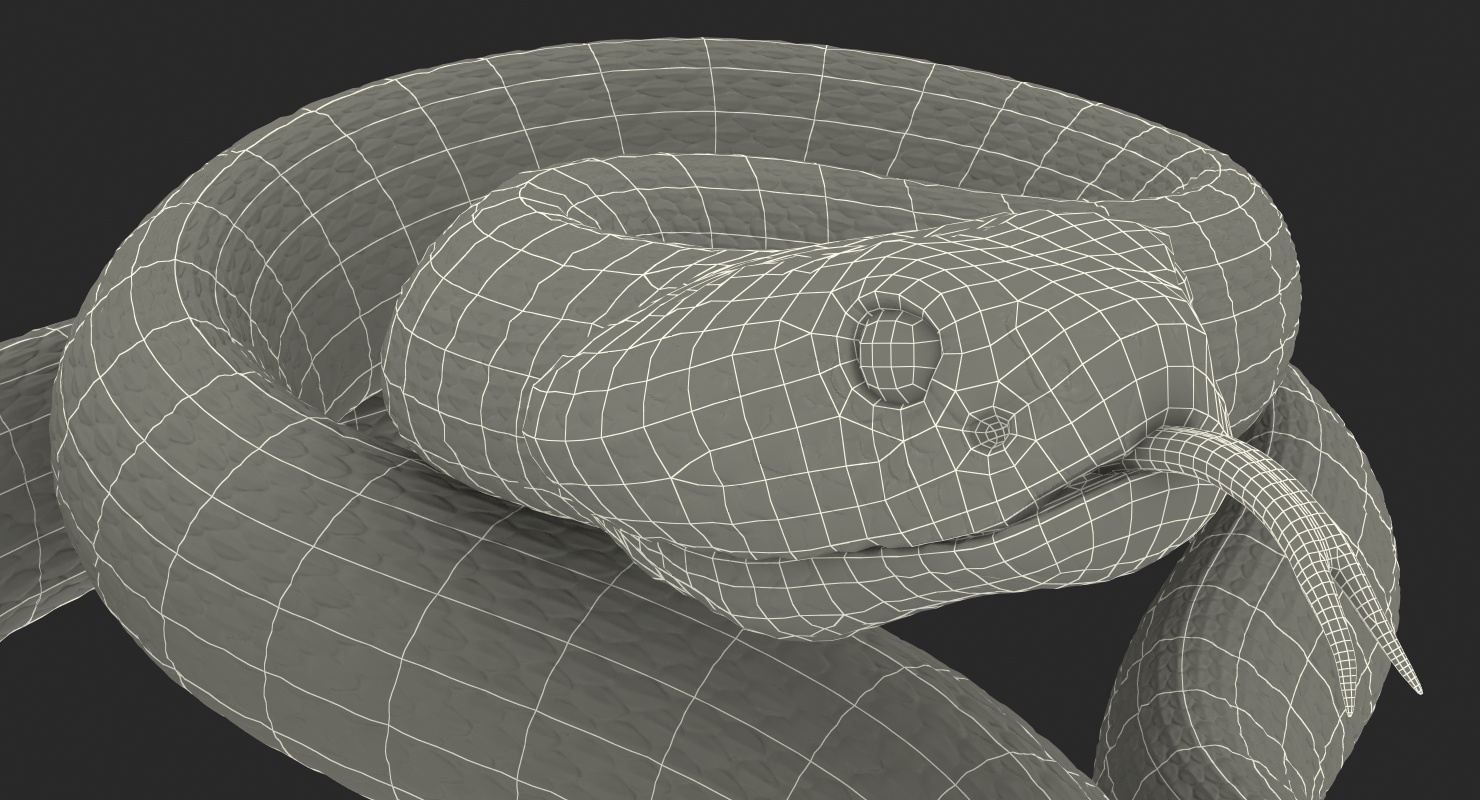 3D Giant Dark Rattlesnake Rigged for Maya model