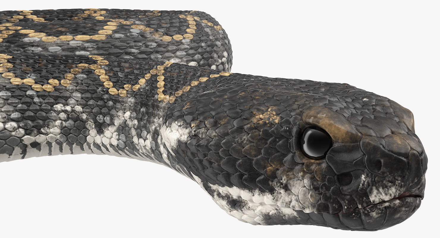 3D Giant Dark Rattlesnake Rigged for Maya model