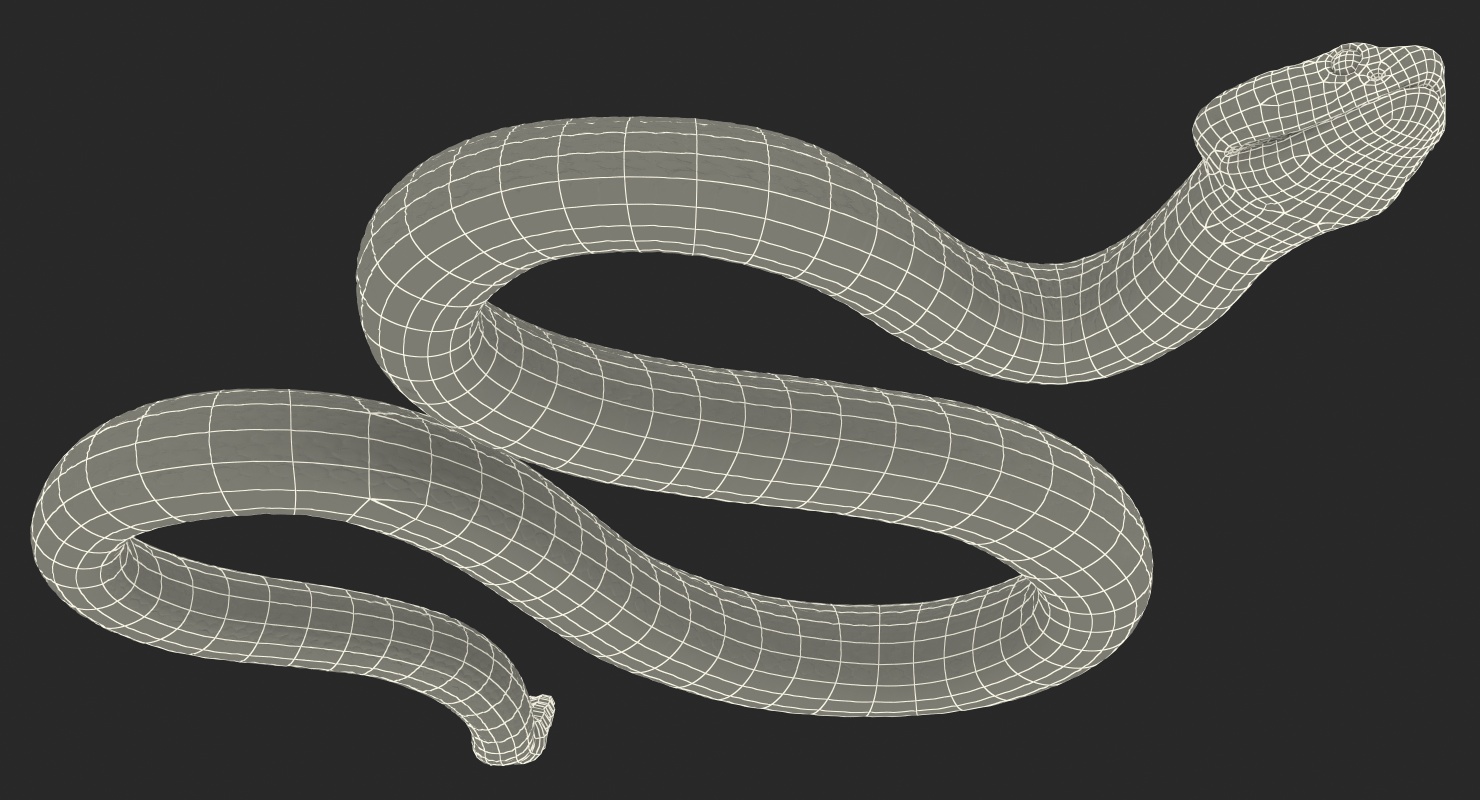 3D Giant Dark Rattlesnake Rigged for Maya model