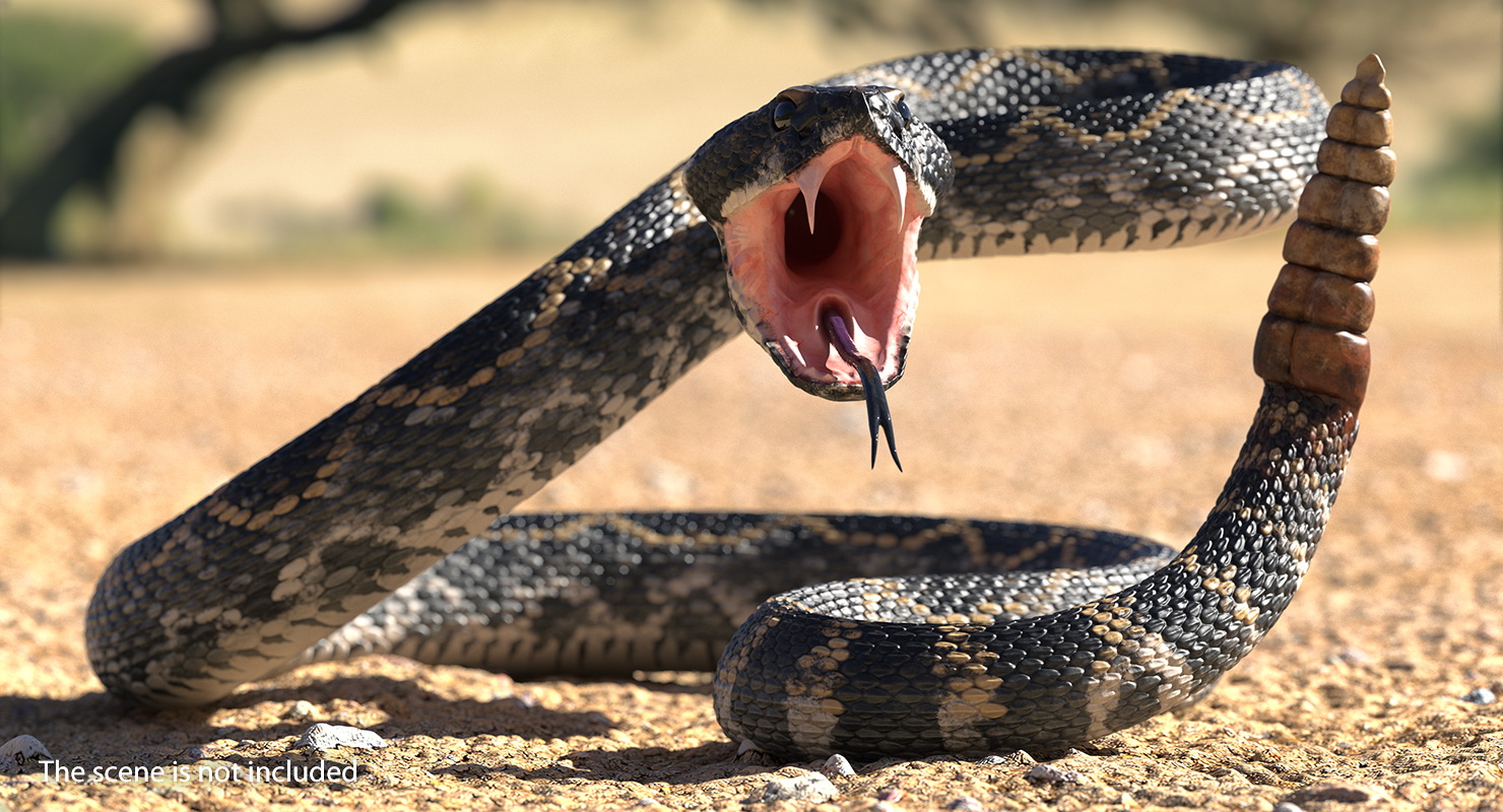 3D Giant Dark Rattlesnake Rigged for Maya model