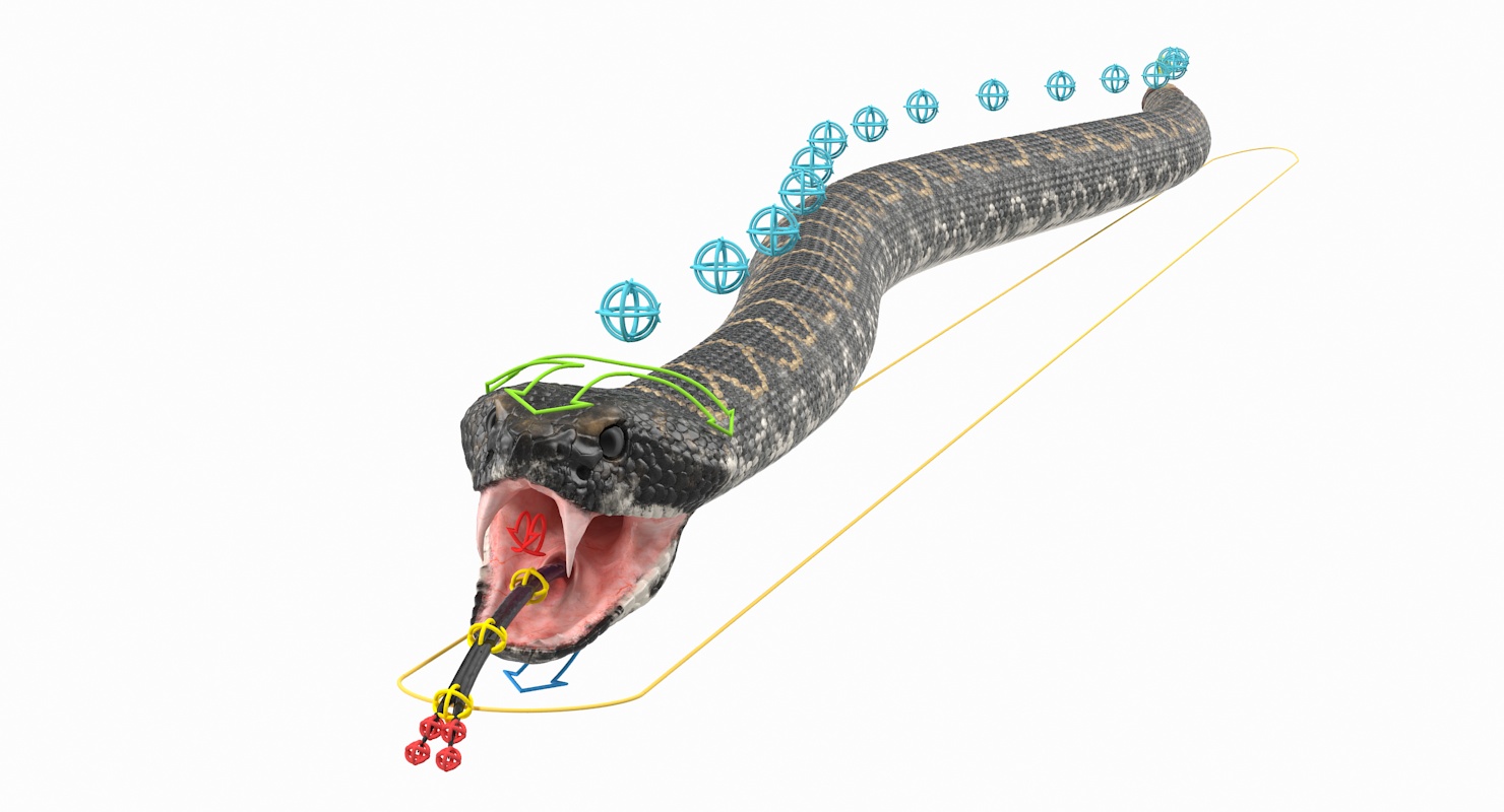 3D Giant Dark Rattlesnake Rigged for Maya model