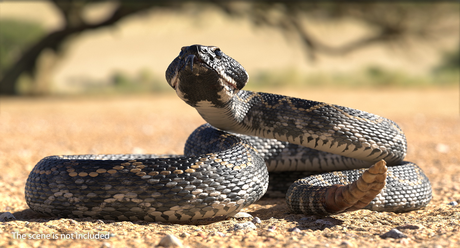 3D Giant Dark Rattlesnake Rigged for Maya model