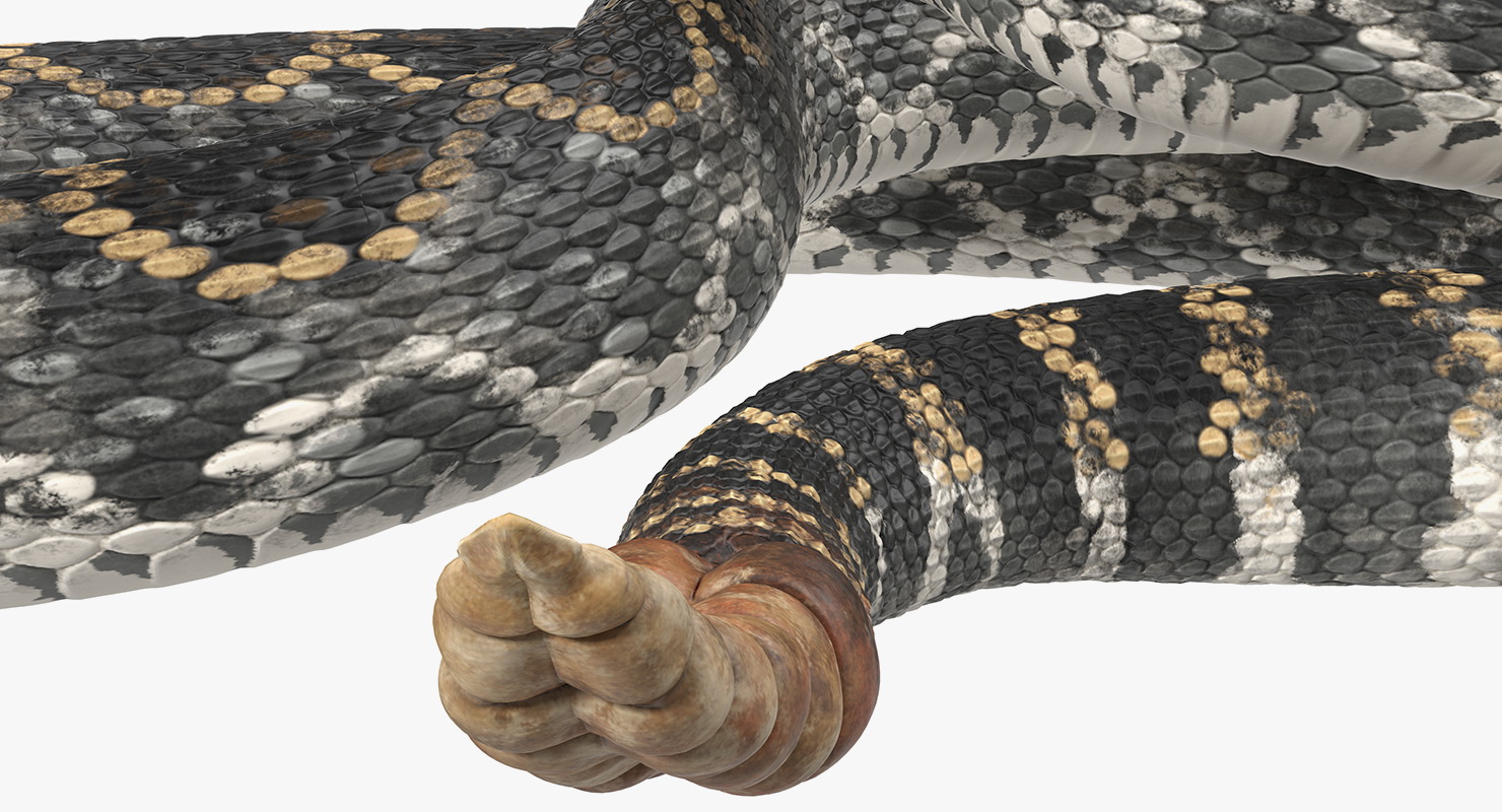 3D Giant Dark Rattlesnake Rigged for Maya model
