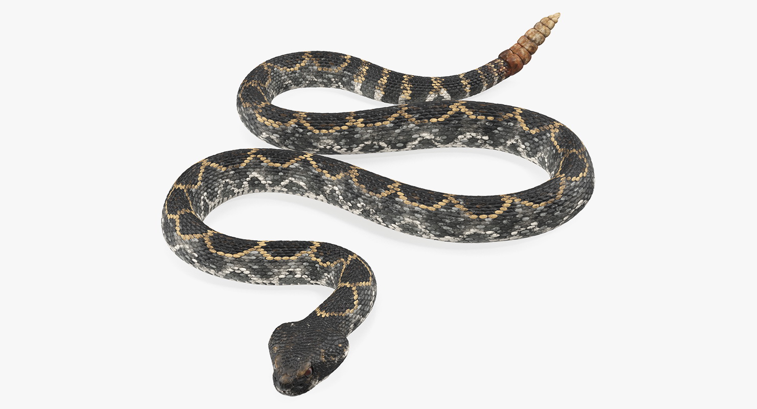 3D Giant Dark Rattlesnake Rigged for Maya model