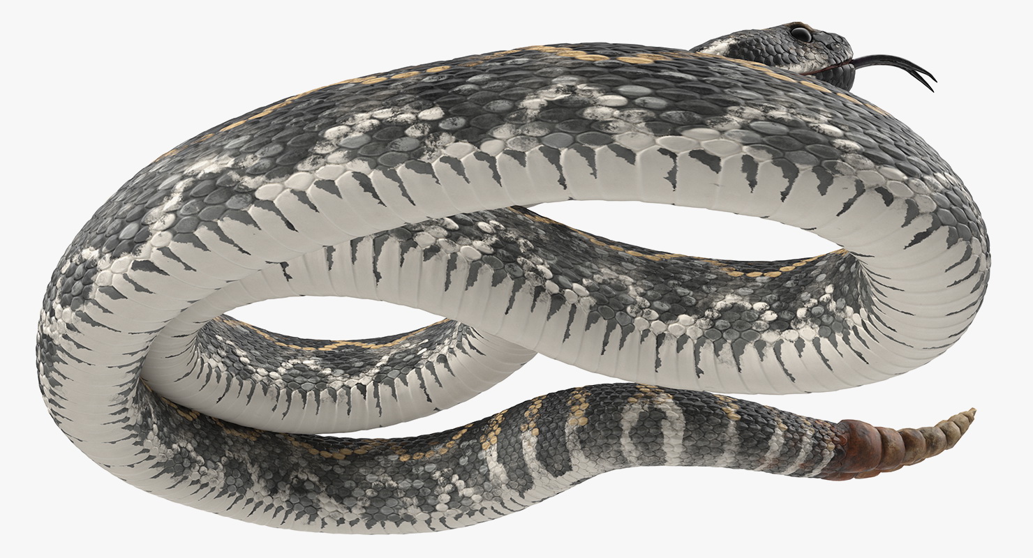 3D Giant Dark Rattlesnake Rigged for Maya model