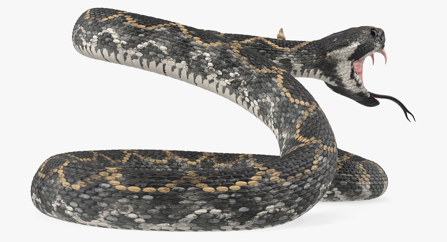 3D Giant Dark Rattlesnake Rigged for Maya model