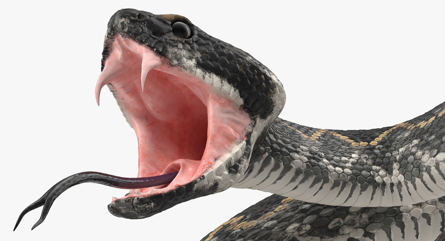 3D Giant Dark Rattlesnake Rigged for Maya model