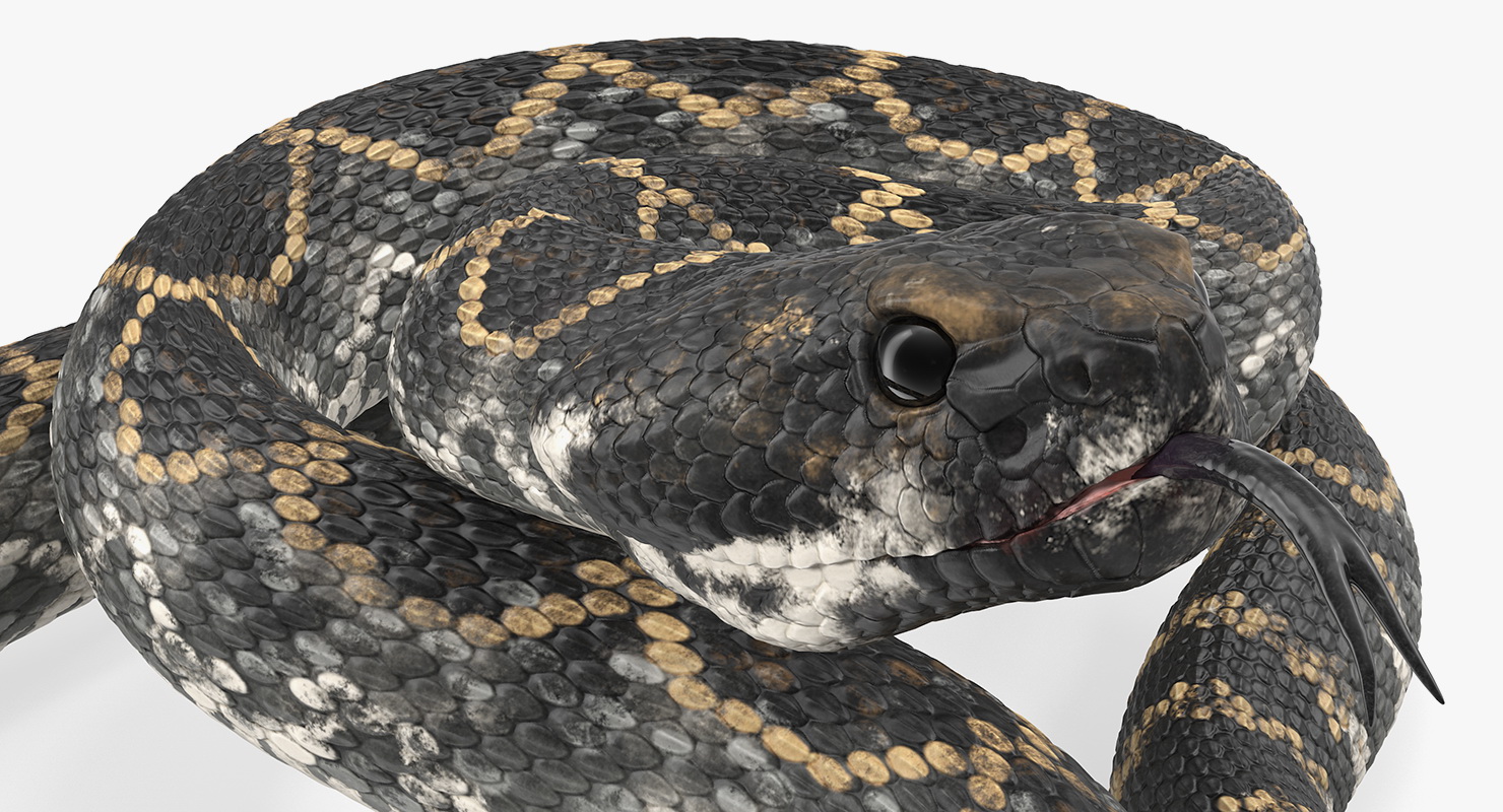 3D Giant Dark Rattlesnake Rigged for Maya model