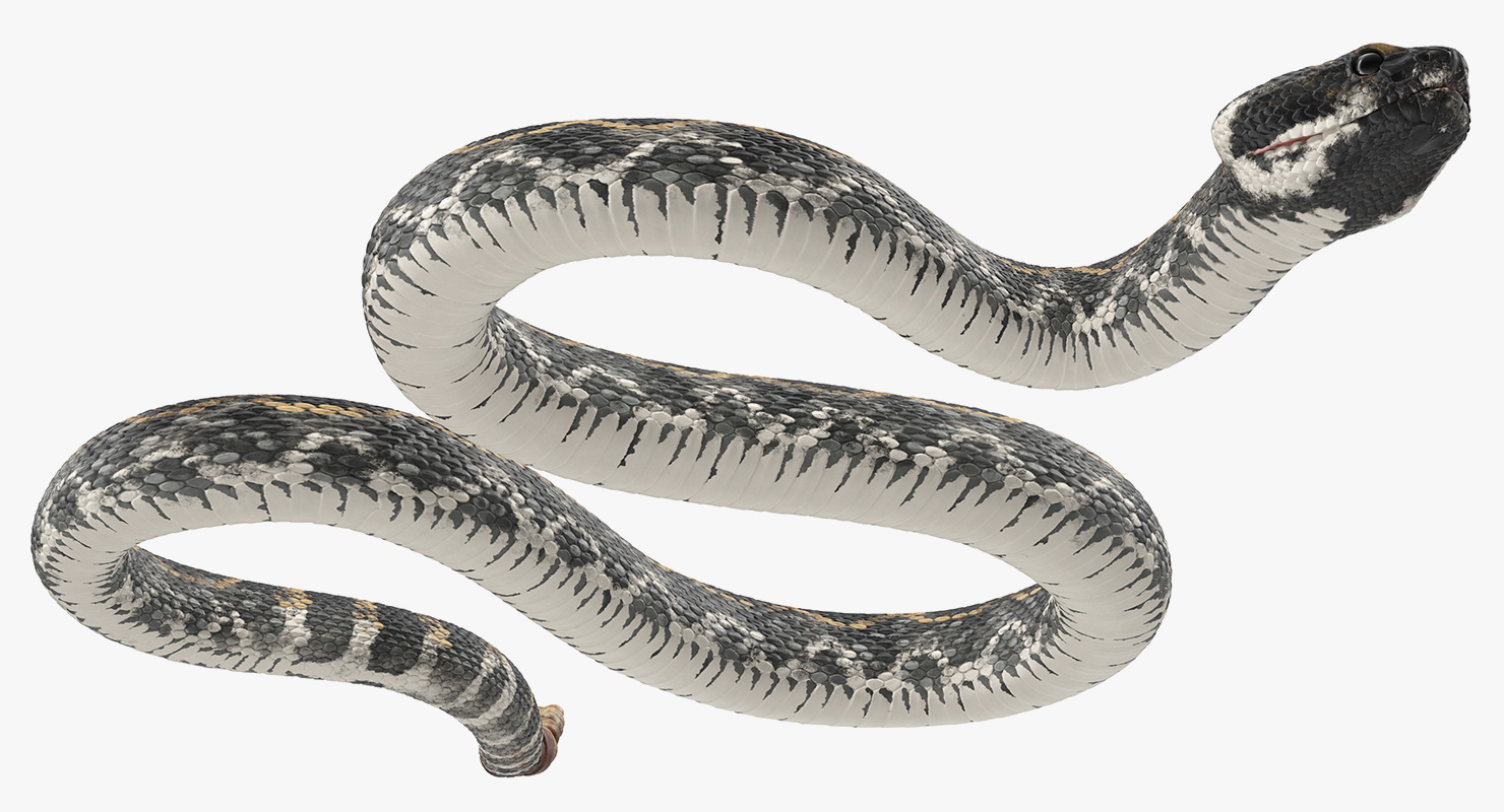 3D Giant Dark Rattlesnake Rigged for Maya model