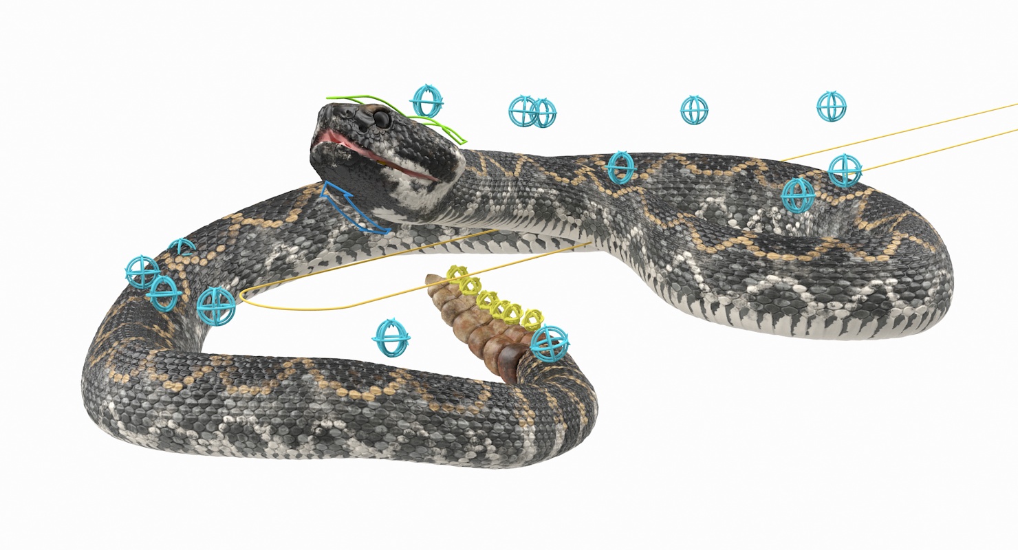 3D Giant Dark Rattlesnake Rigged for Maya model