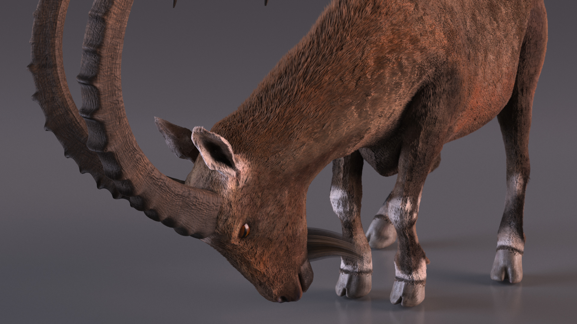 Alpine Ibex with Large Horns Fur 3D