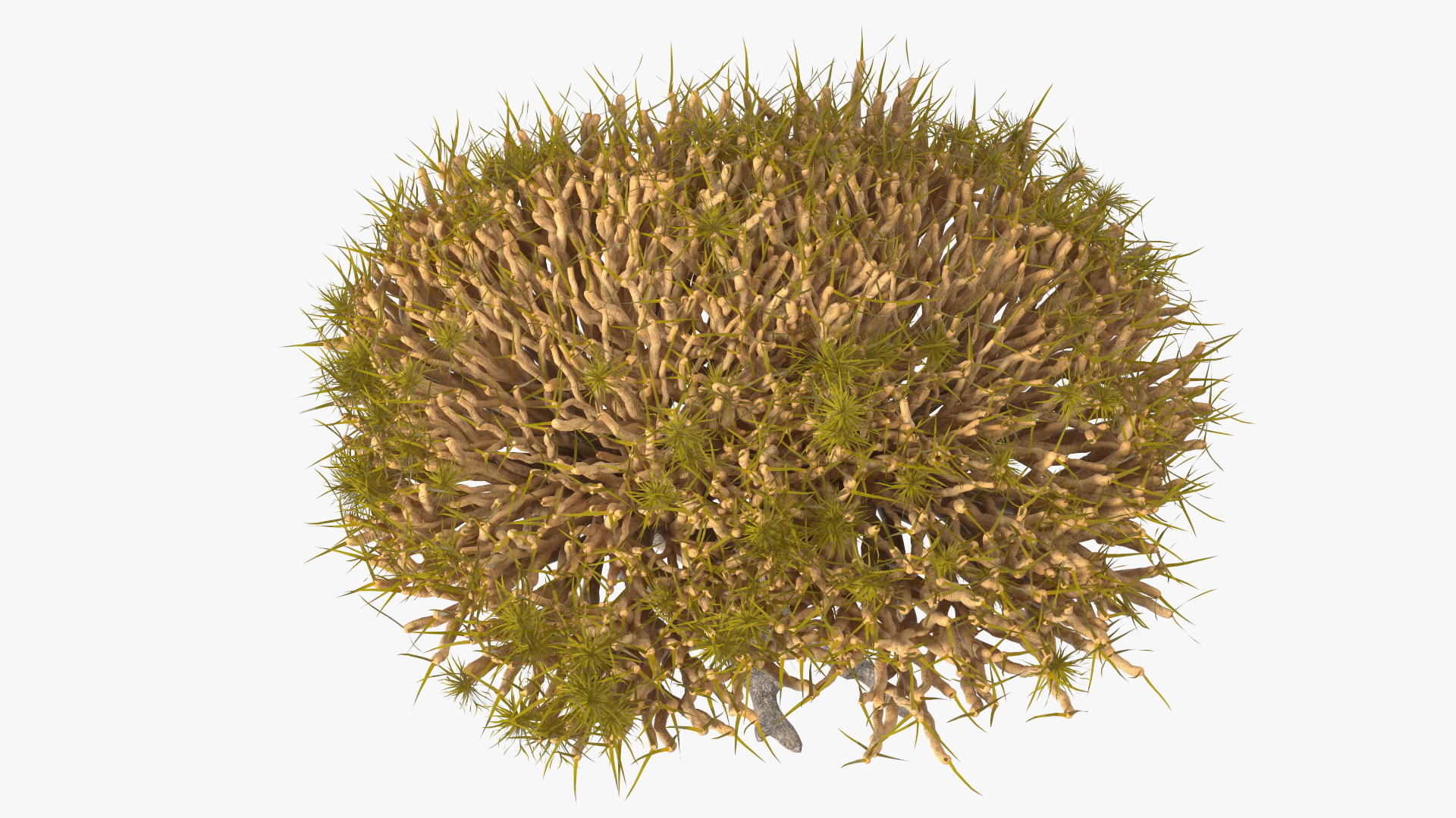 3D Dragon Tree