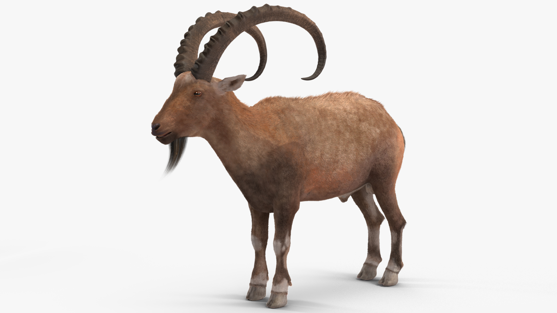 3D model Alpine Ibex Fur