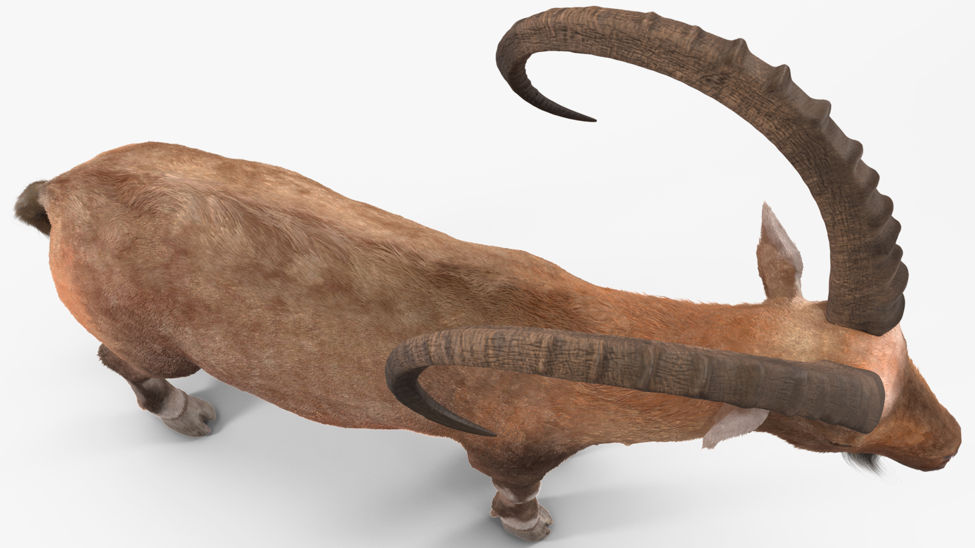 3D model Alpine Ibex Fur