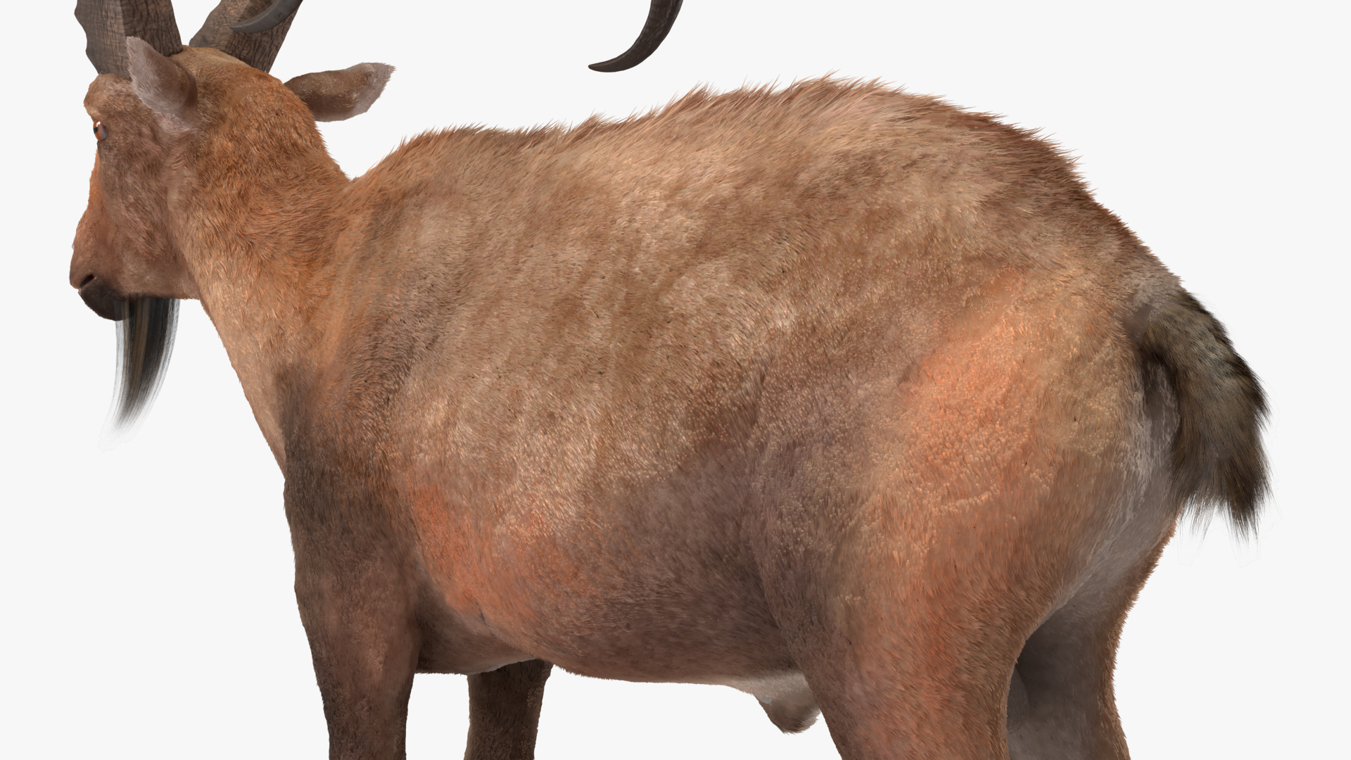 3D model Alpine Ibex Fur