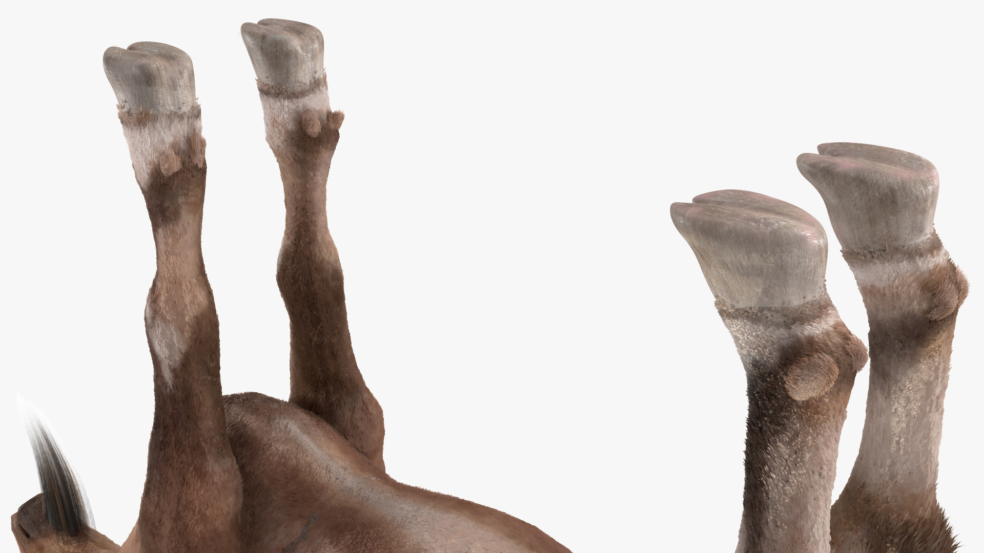 3D model Alpine Ibex Fur