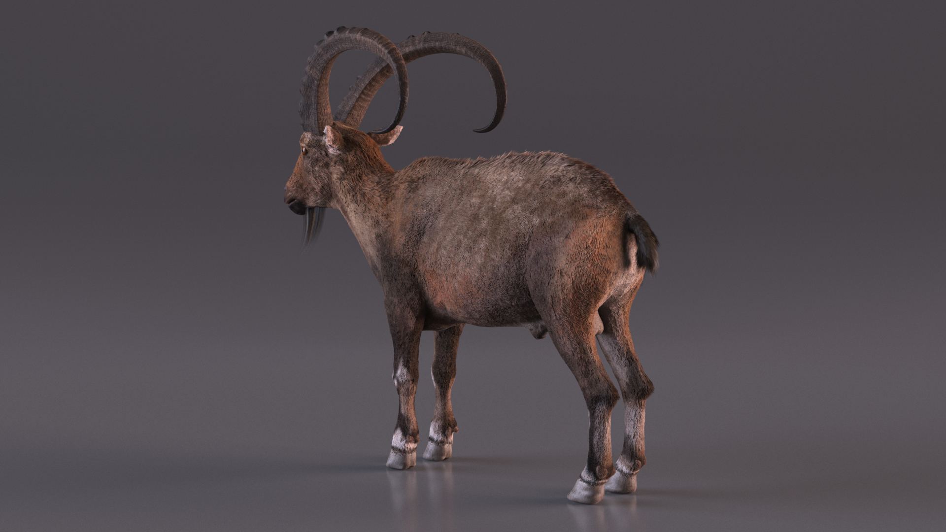 3D model Alpine Ibex Fur