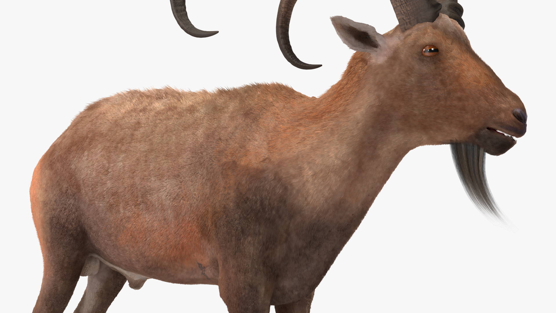 3D model Alpine Ibex Fur
