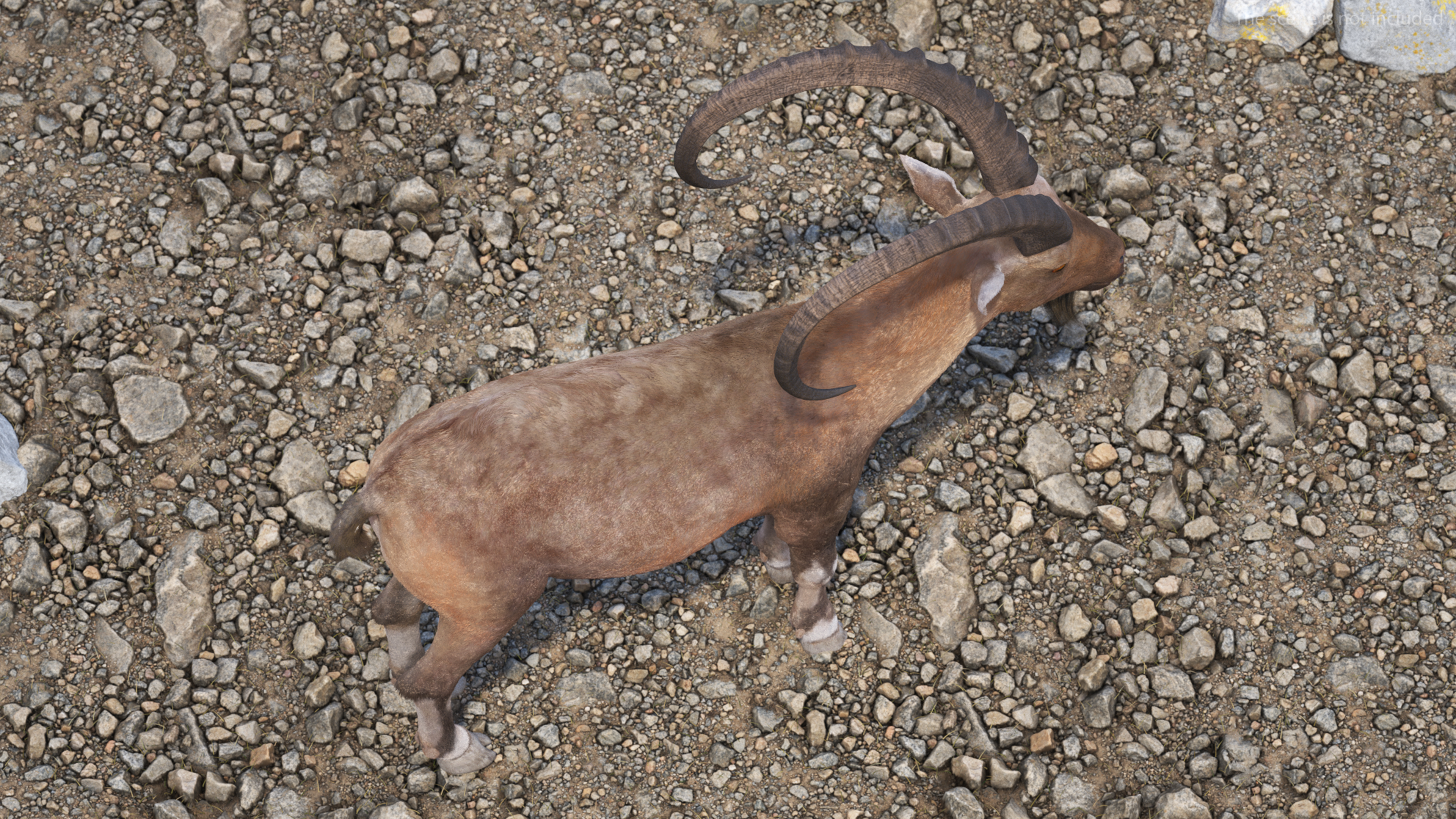 3D model Alpine Ibex Fur