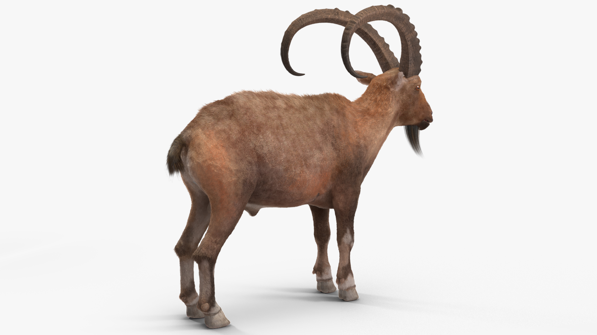 3D model Alpine Ibex Fur