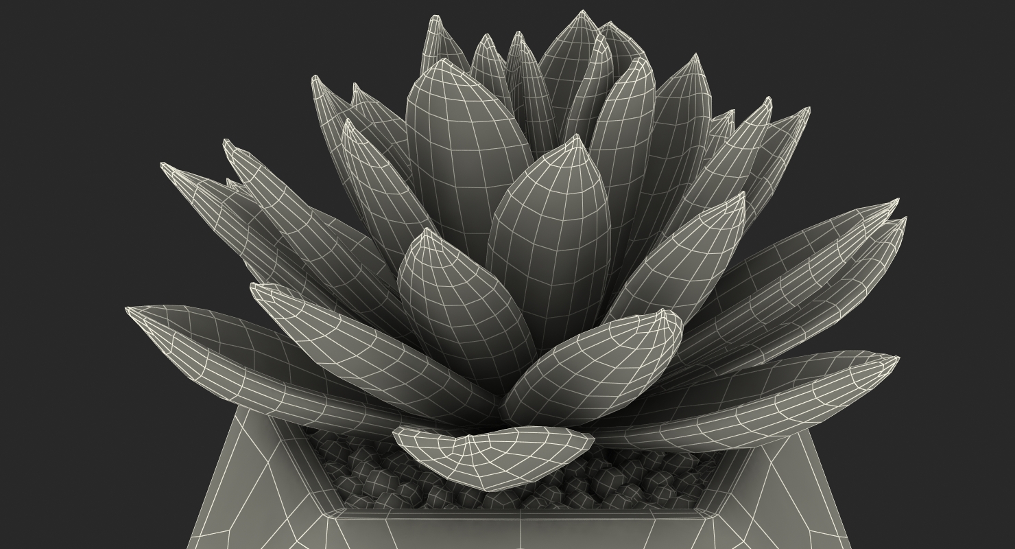 Succulent Echeveria Agavoides 3D model