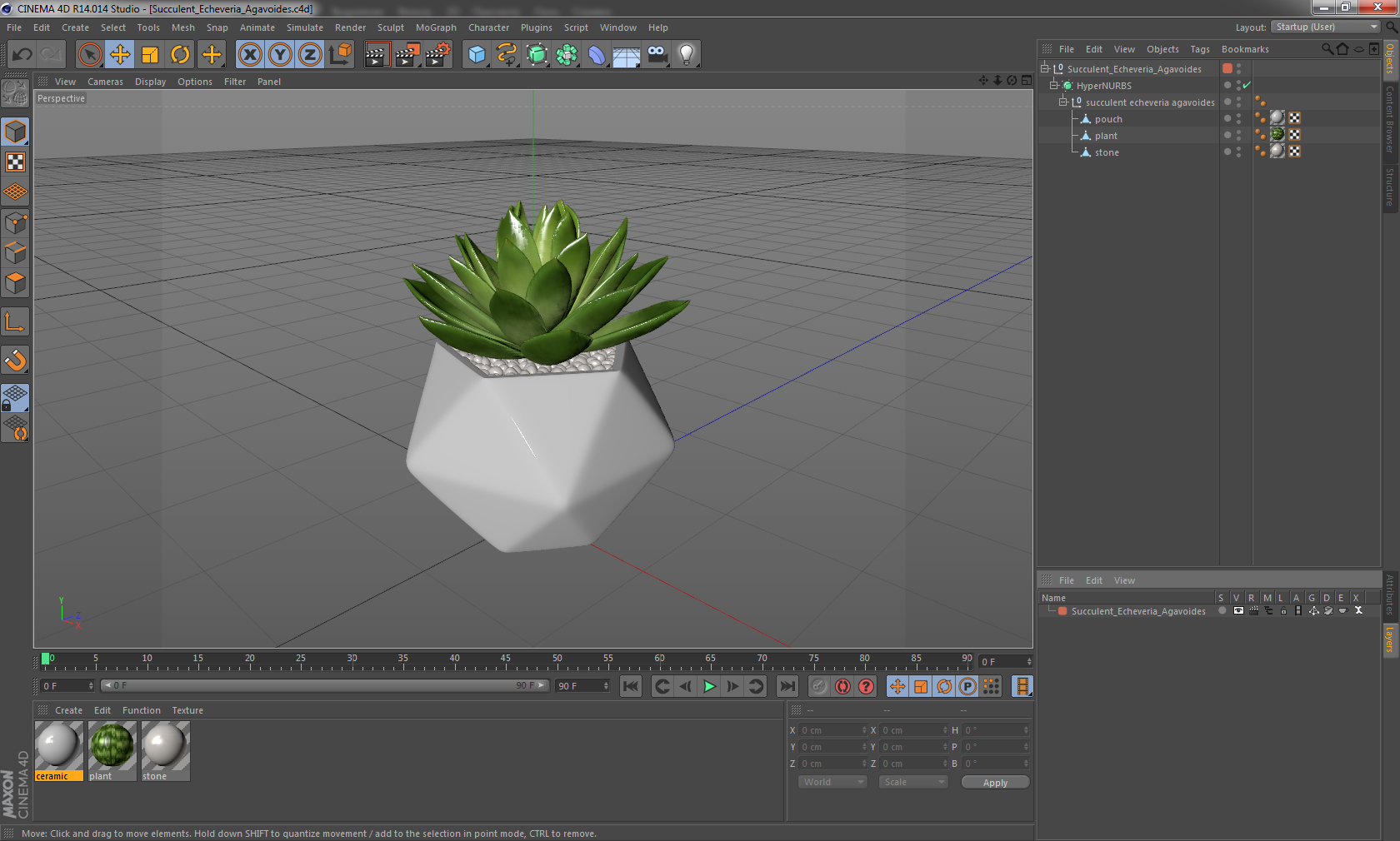 Succulent Echeveria Agavoides 3D model