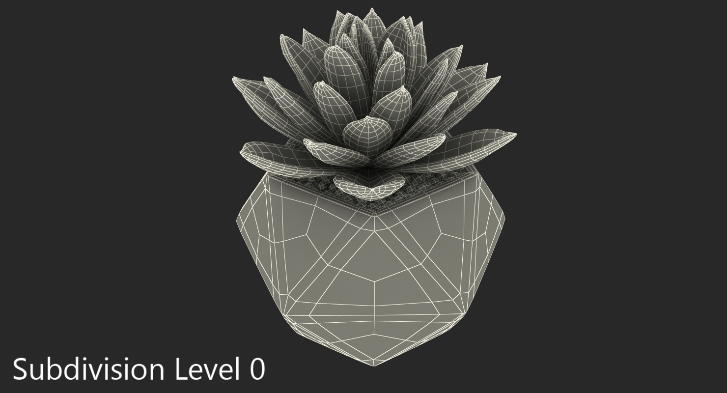 Succulent Echeveria Agavoides 3D model