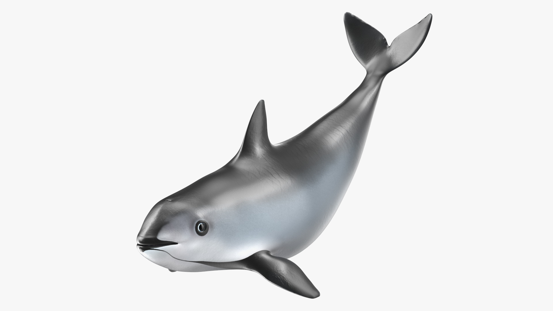3D Vaquita Swimming Pose