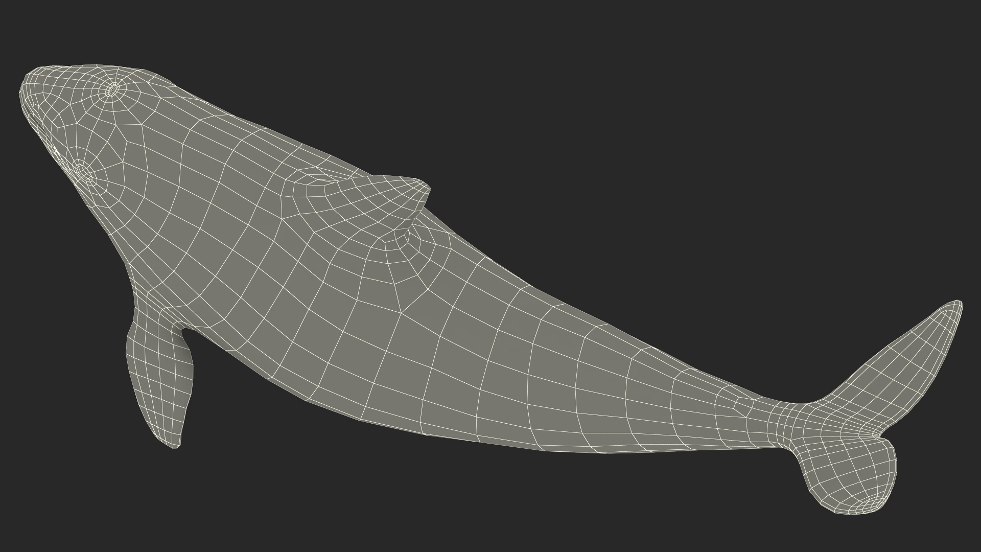 3D Vaquita Swimming Pose