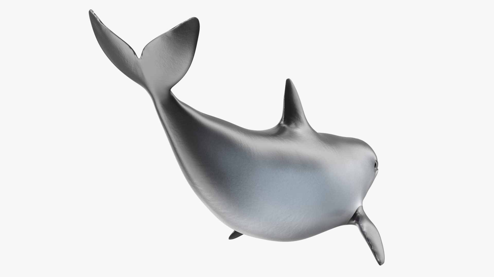 3D Vaquita Swimming Pose