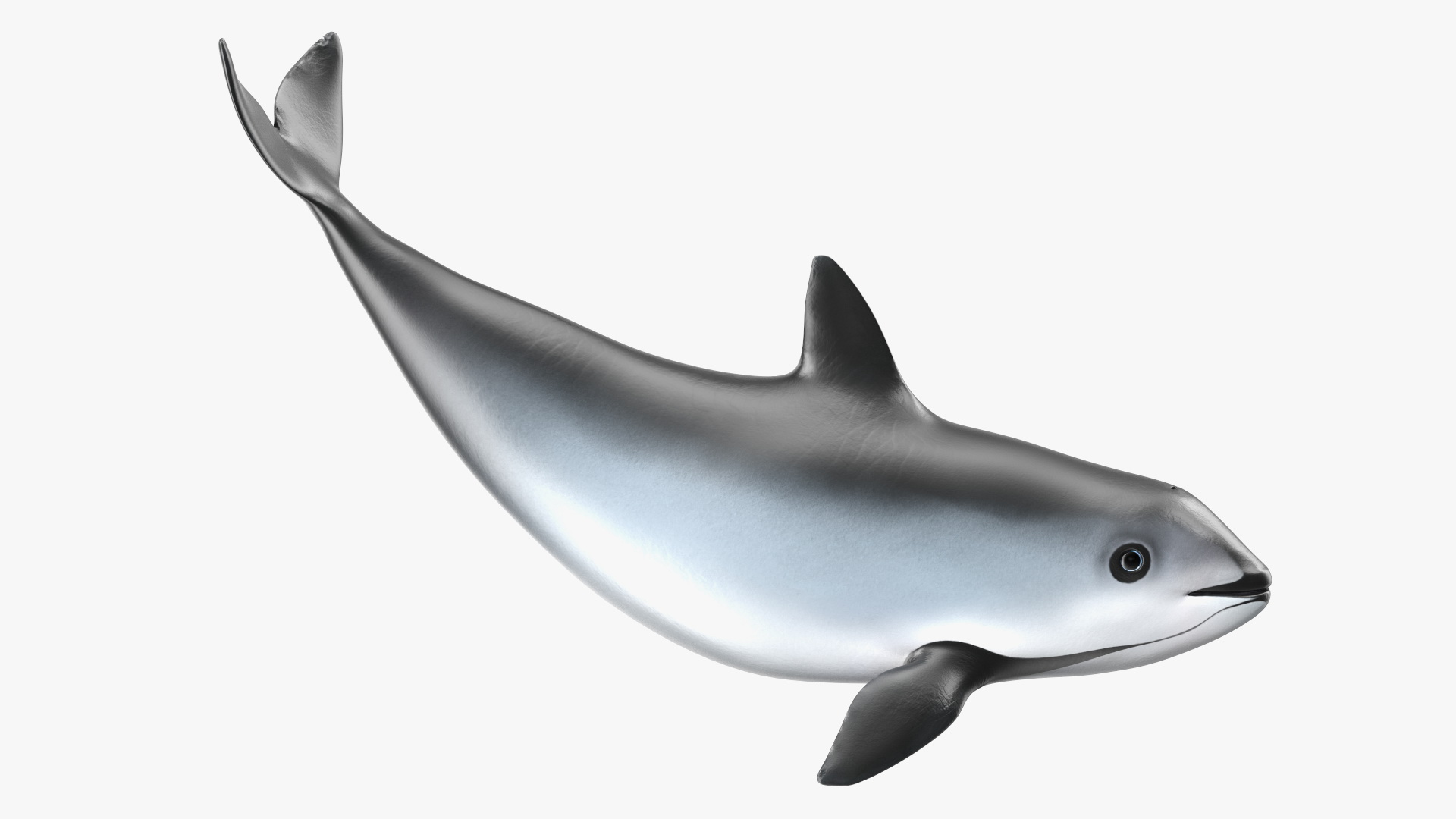 3D Vaquita Swimming Pose