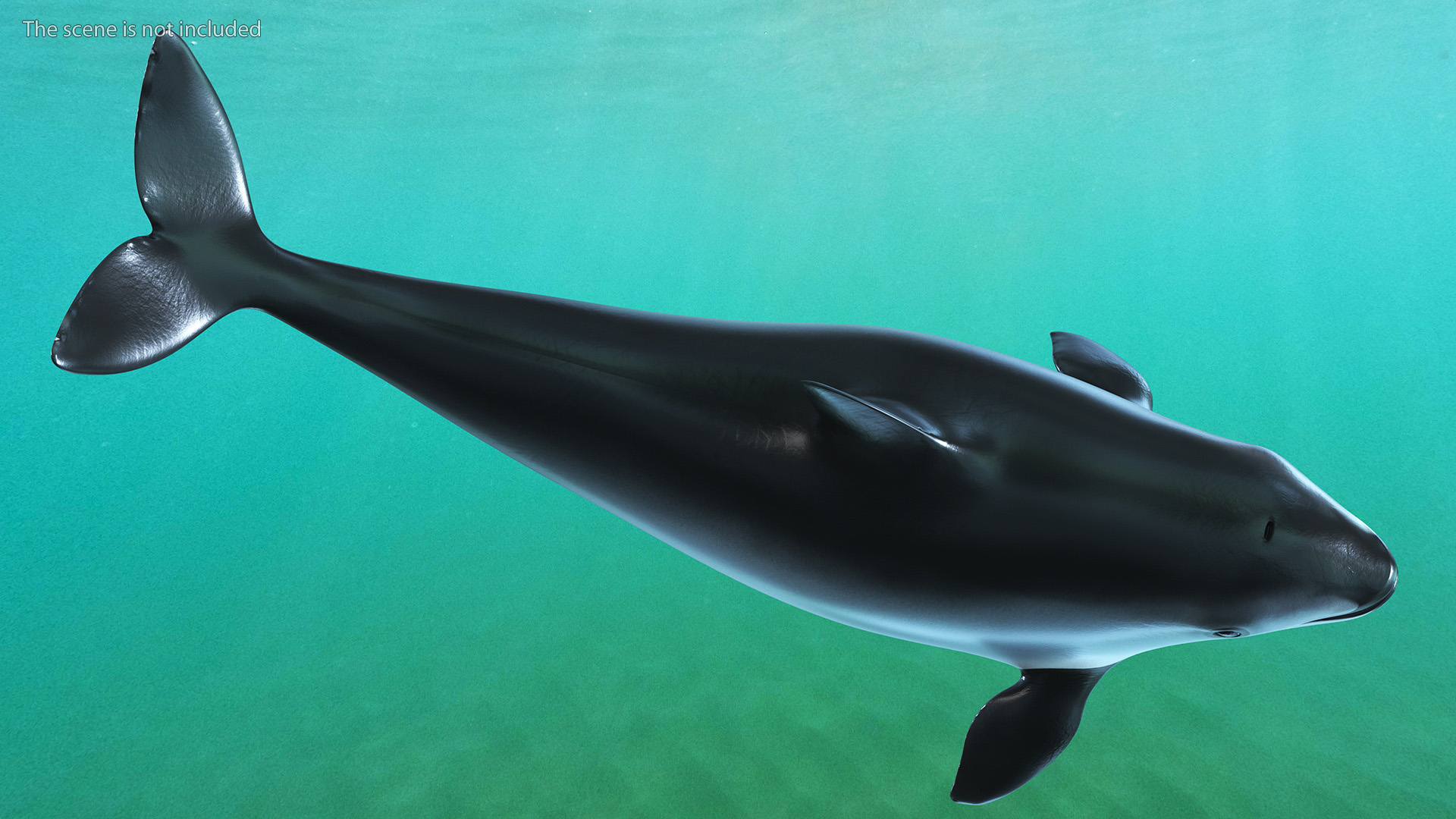3D Vaquita Swimming Pose