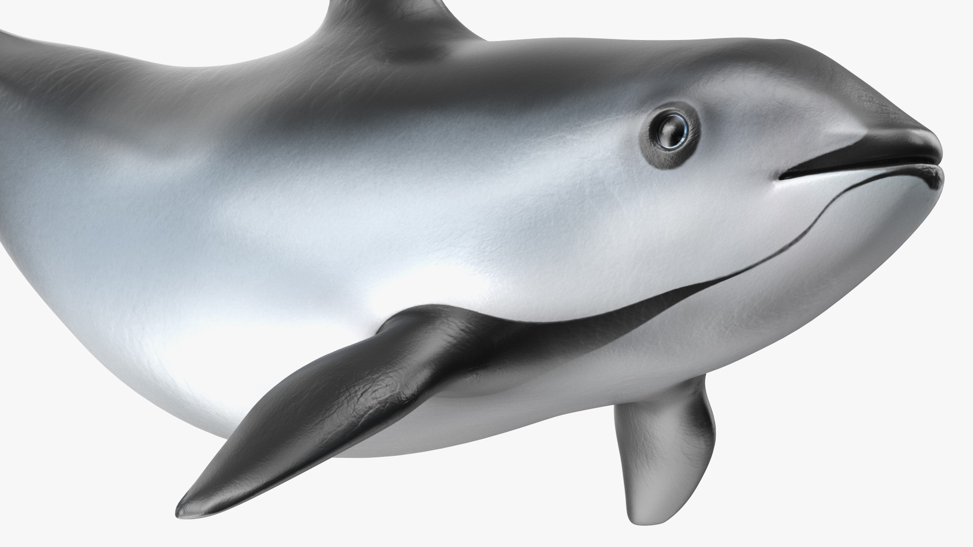 3D Vaquita Swimming Pose
