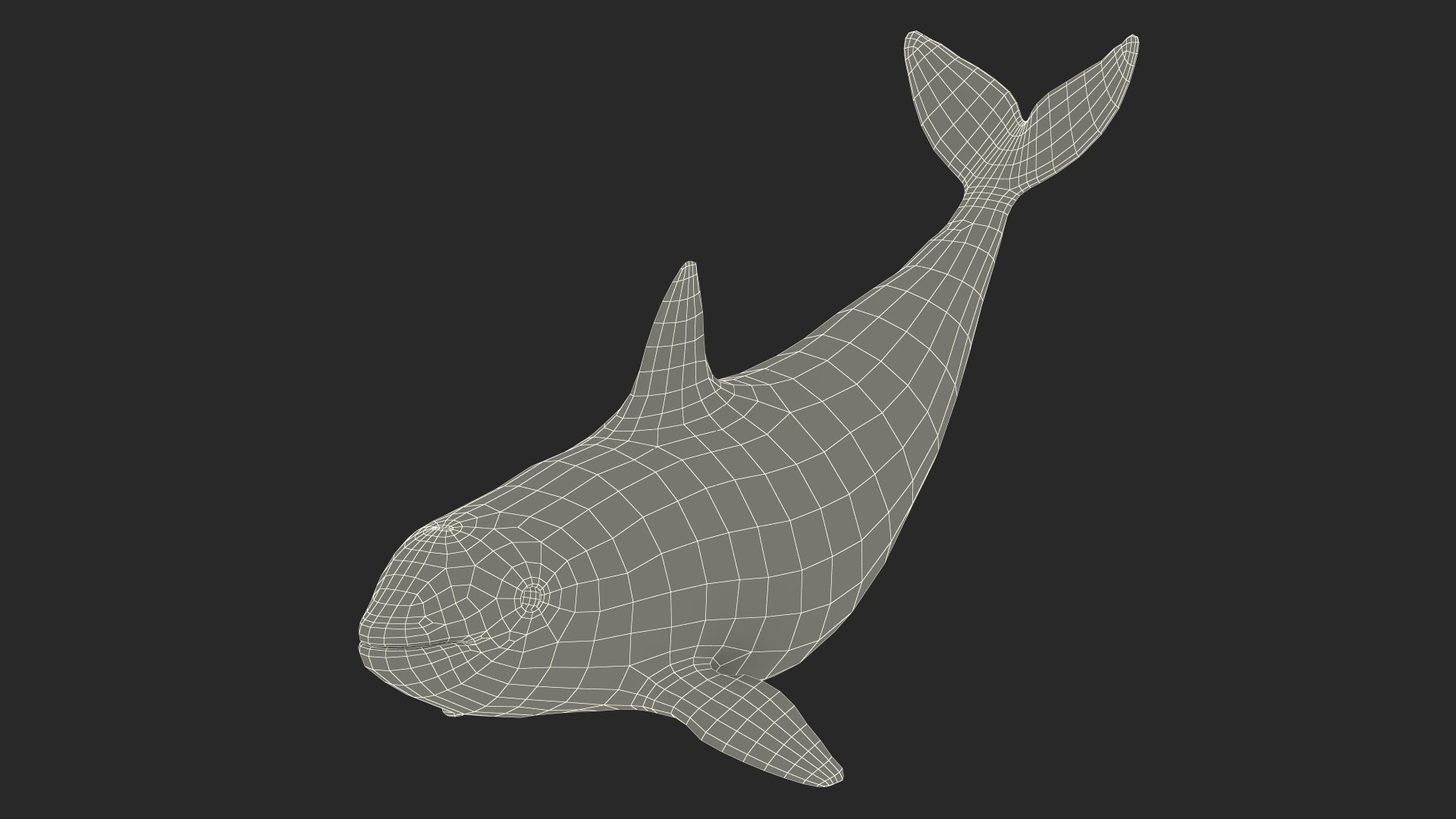 3D Vaquita Swimming Pose
