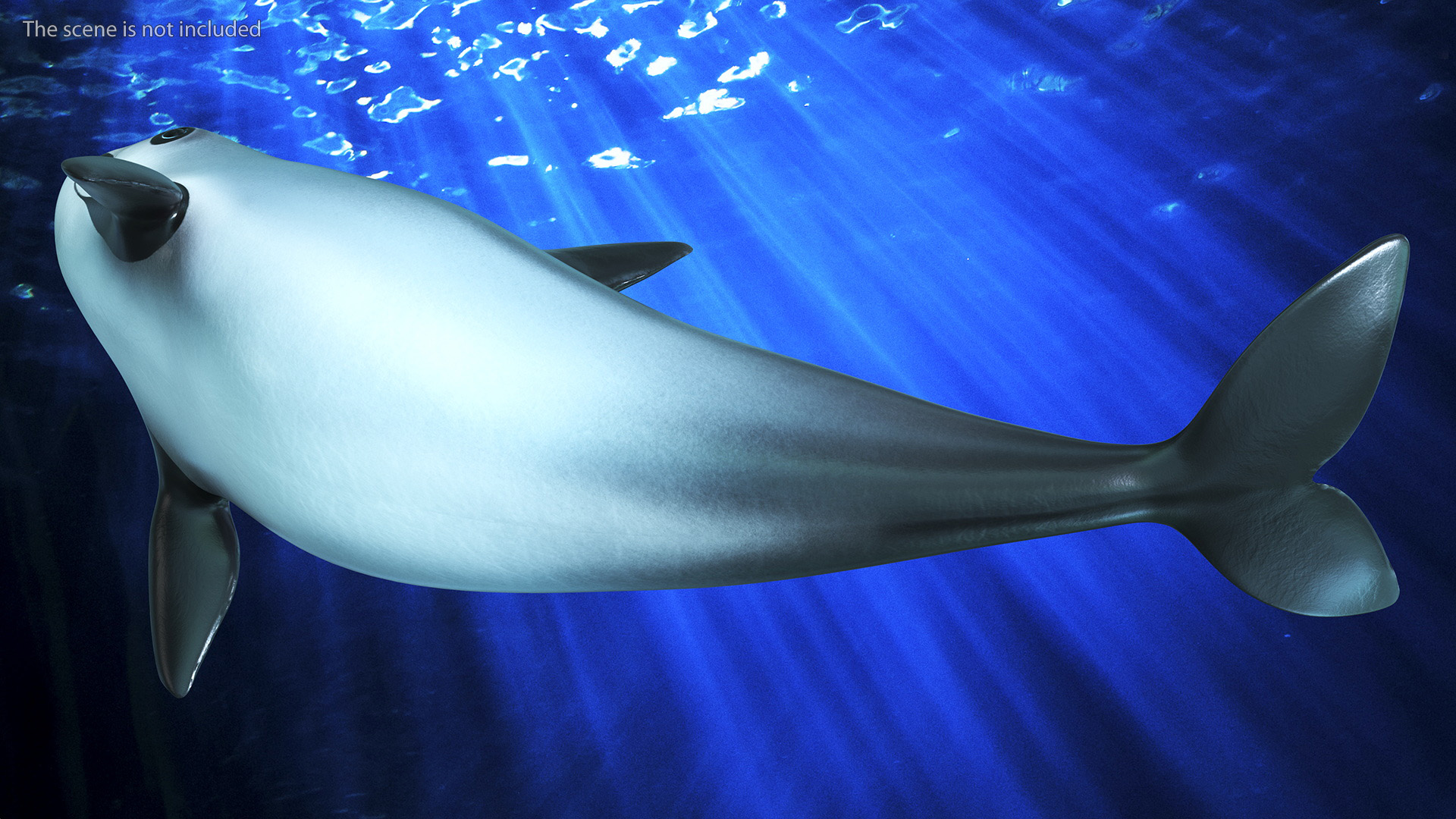 3D Vaquita Swimming Pose