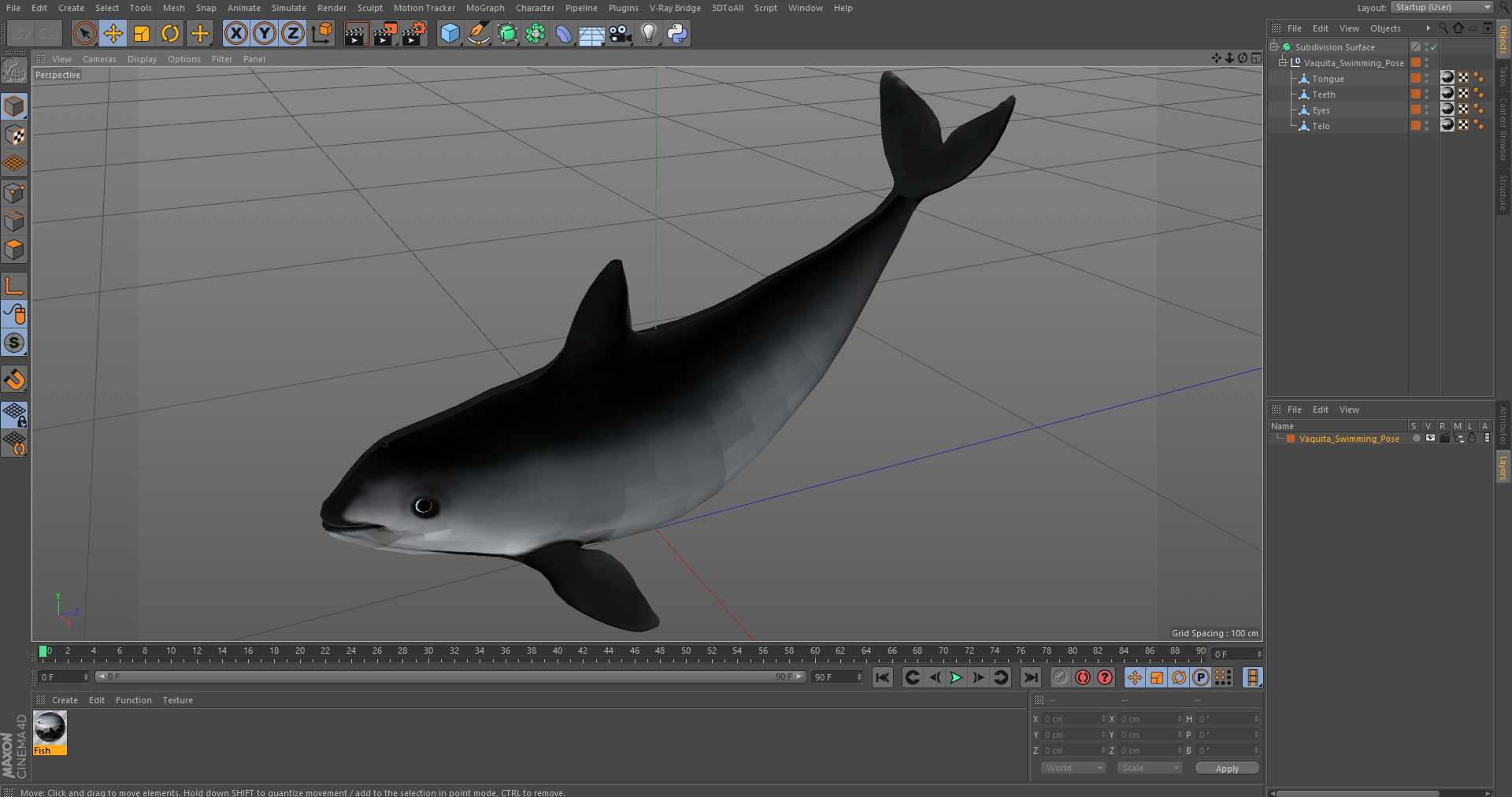 3D Vaquita Swimming Pose